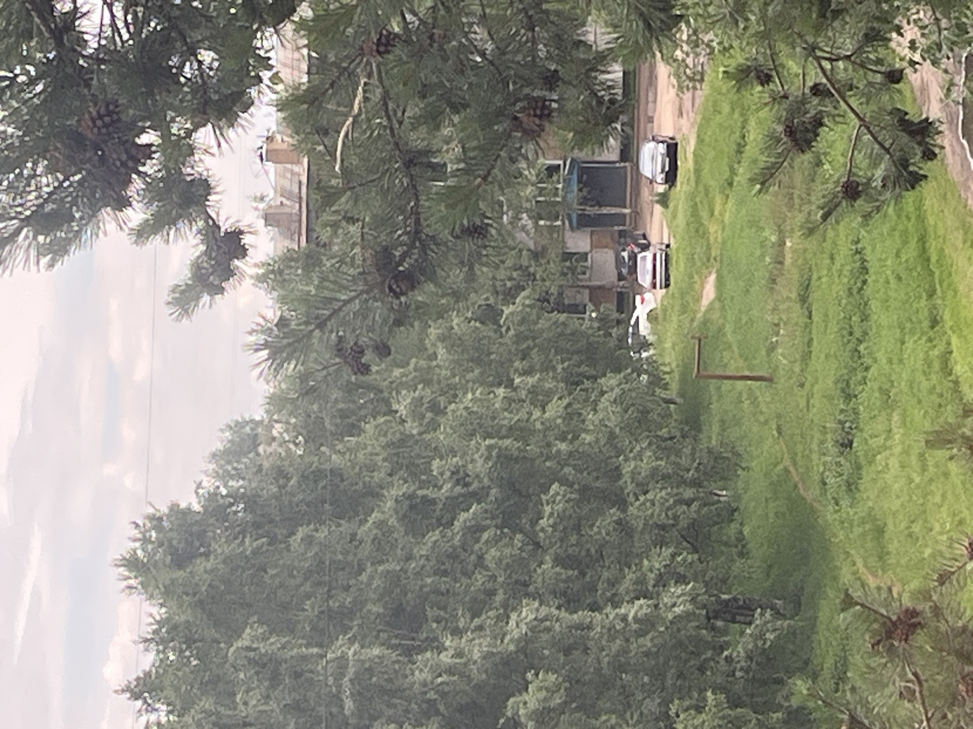 In an outdoor scene, a cluster of mature evergreen trees with visible pinecones dominates the foreground, partially obscuring a residential building with a grey tiled roof and a blue-accented entrance. Beyond the evergreen trees, a line of deciduous trees, likely birch due to their slender trunks and dense foliage, stretches across the middle ground. The ground slopes gently downwards from right to left, covered in lush green grass interspersed with some patches of soil and a worn path winding through it. A single reddish-brown wooden post stands upright in the grassy area. Several cars are parked on a paved area in front of the building. A white sedan and a dark-colored sedan are visible on the left, while a dark-colored sedan is parked on the right. The sky above is overcast with pale clouds.