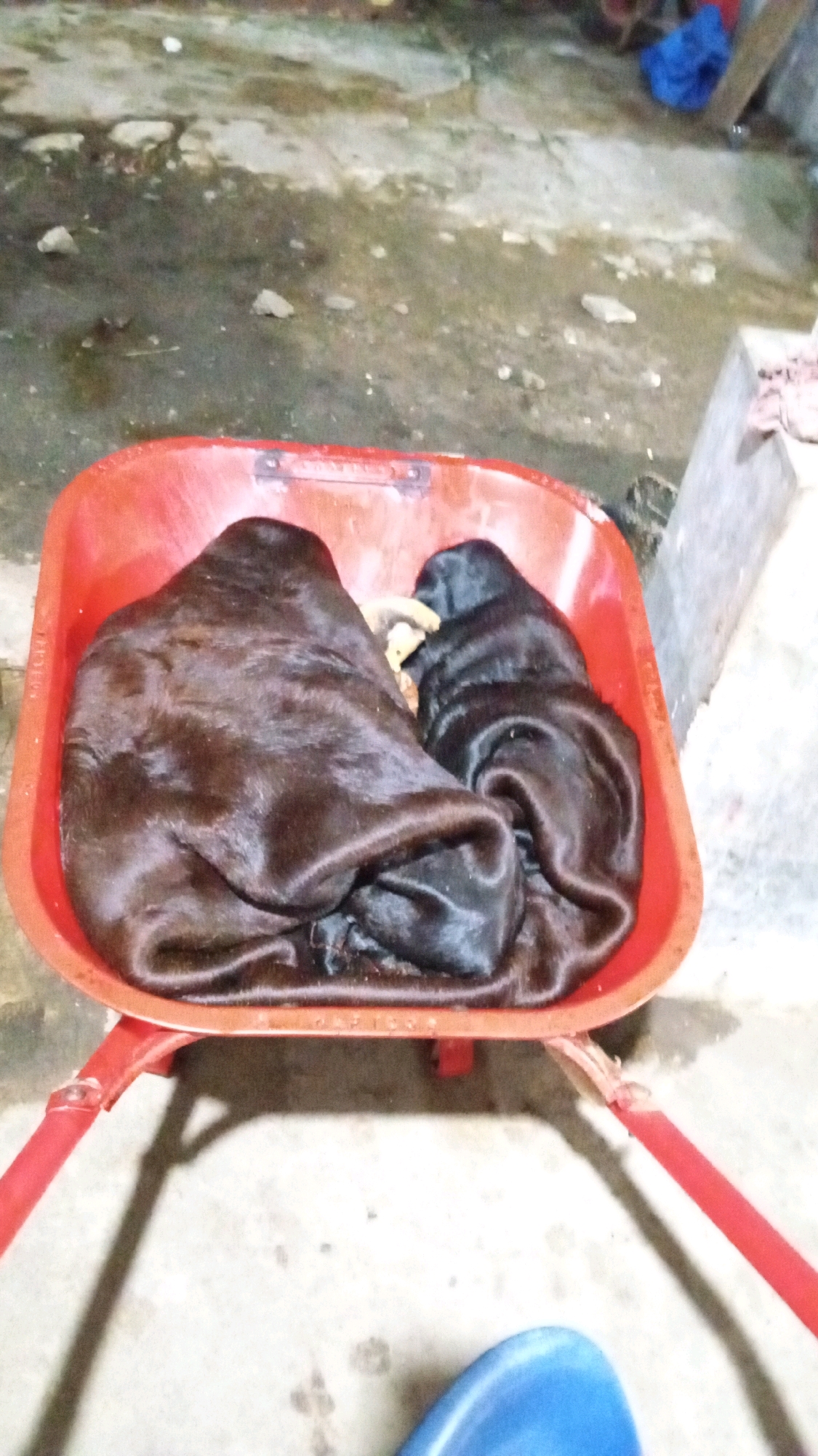 In the city of Meunasahteungkudigadong, Indonesia, two animals, possibly calves, are resting in a red wheelbarrow. The animals are covered in dark, furry hides and appear to be in a relaxed state. The wheelbarrow is positioned on a damp, concrete surface, with scattered debris and a blue plastic object visible in the foreground. The overall environment suggests an outdoor or semi-outdoor setting, possibly a rural or agricultural area. The lighting is dim, contributing to the somewhat muted tones of the scene.