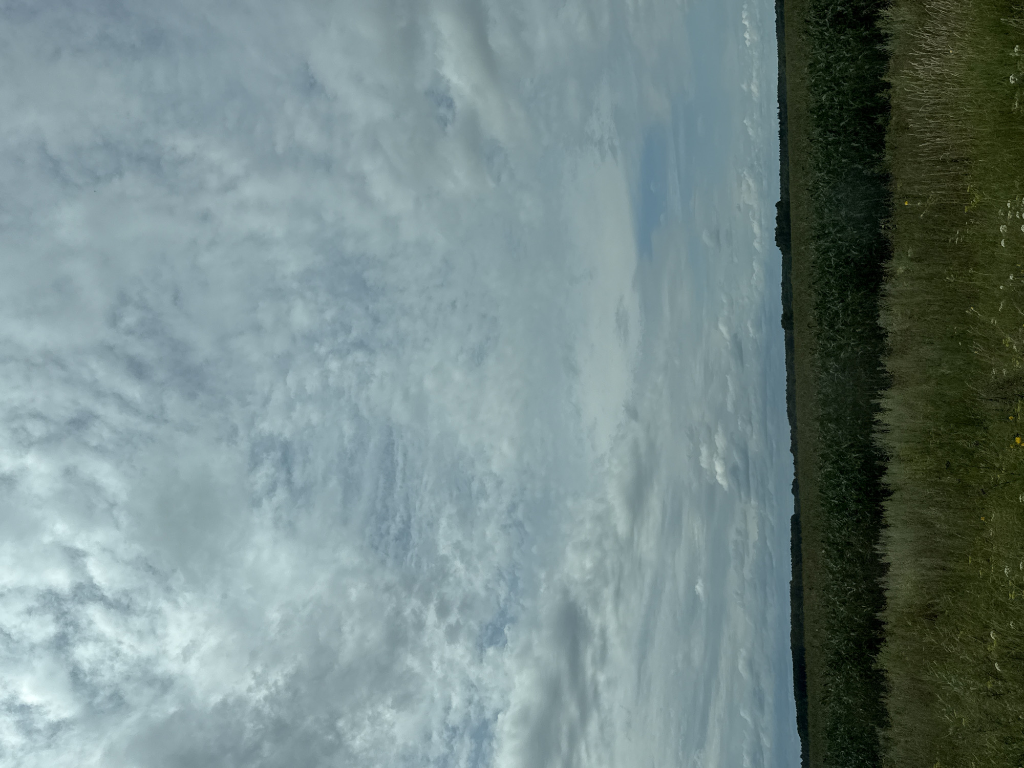 An outdoor, eye-level, medium shot captures a vast expanse of a rural landscape under a cloudy sky. The bottom half of the frame is dominated by a dense, green field, likely crops such as corn, stretching horizontally across the image. In front of this field, a strip of lighter green and yellow tall grass runs parallel to the horizon. The background features a darker green tree line that separates the fields from the sky. The sky itself is filled with a dense layer of grey and white clouds, with occasional patches of pale blue visible through gaps. There are no people or animals visible in the scene, nor any man-made structures. The lighting suggests an overcast day with diffused sunlight. The location is identified as the city of Nazarovo, Russia.