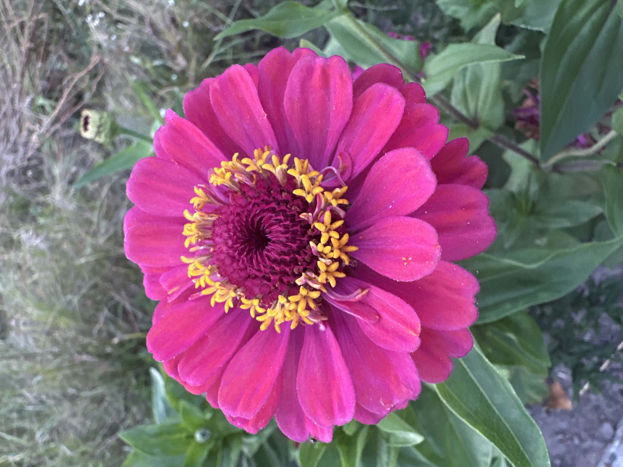 A close-up, eye-level shot shows a vibrant pink zinnia flower in full bloom, set against a softly blurred background of green foliage and dry grass. The flower's center features a ring of bright yellow stamens surrounding a deep maroon disk. The petals are layered and unfurl outwards, with a few small white specks visible on their surface. To the left of the flower, several broad green leaves are visible. In the upper right background, a small, unopened flower bud with a green casing stands on a stalk. The overall impression is one of natural beauty and growth in an outdoor setting. The image was captured in Kyiv, Ukraine.