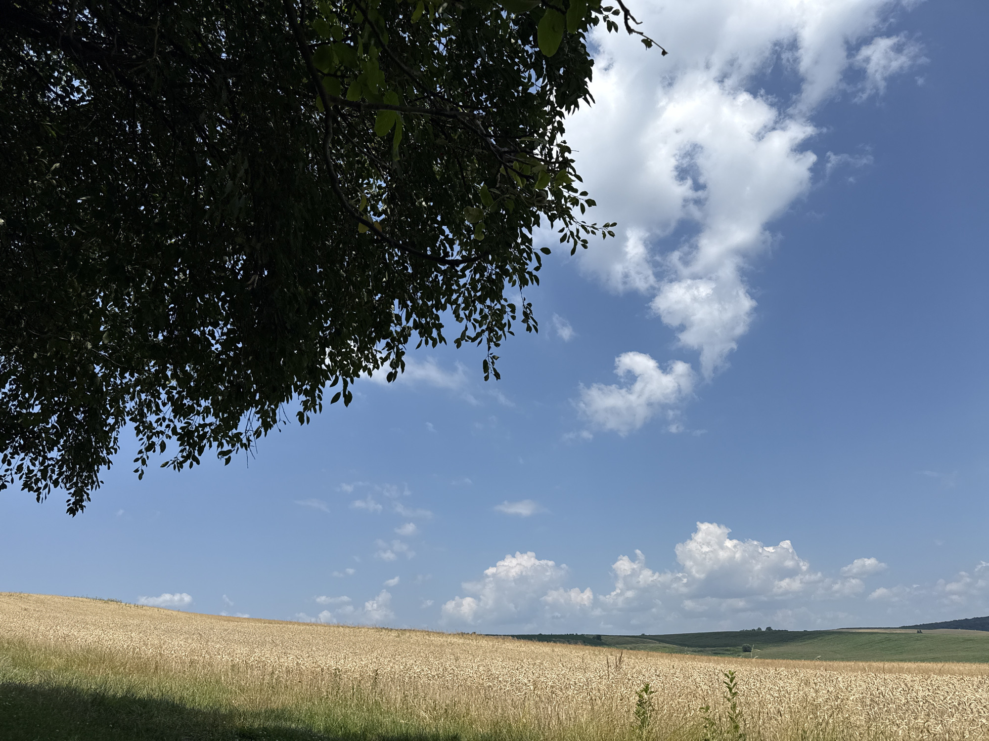 A wide shot captures a sunlit, golden wheat field under a bright blue sky with scattered white clouds. In the upper left quadrant, the dark green foliage of a tree hangs over the scene, its branches casting shadows on the wheat field. The field extends across the lower half of the image, curving gently with the rolling hills in the distance. The sky occupies the upper half, with cumulus clouds forming in a bright, clear expanse. The scene is serene and evokes a sense of rural tranquility.