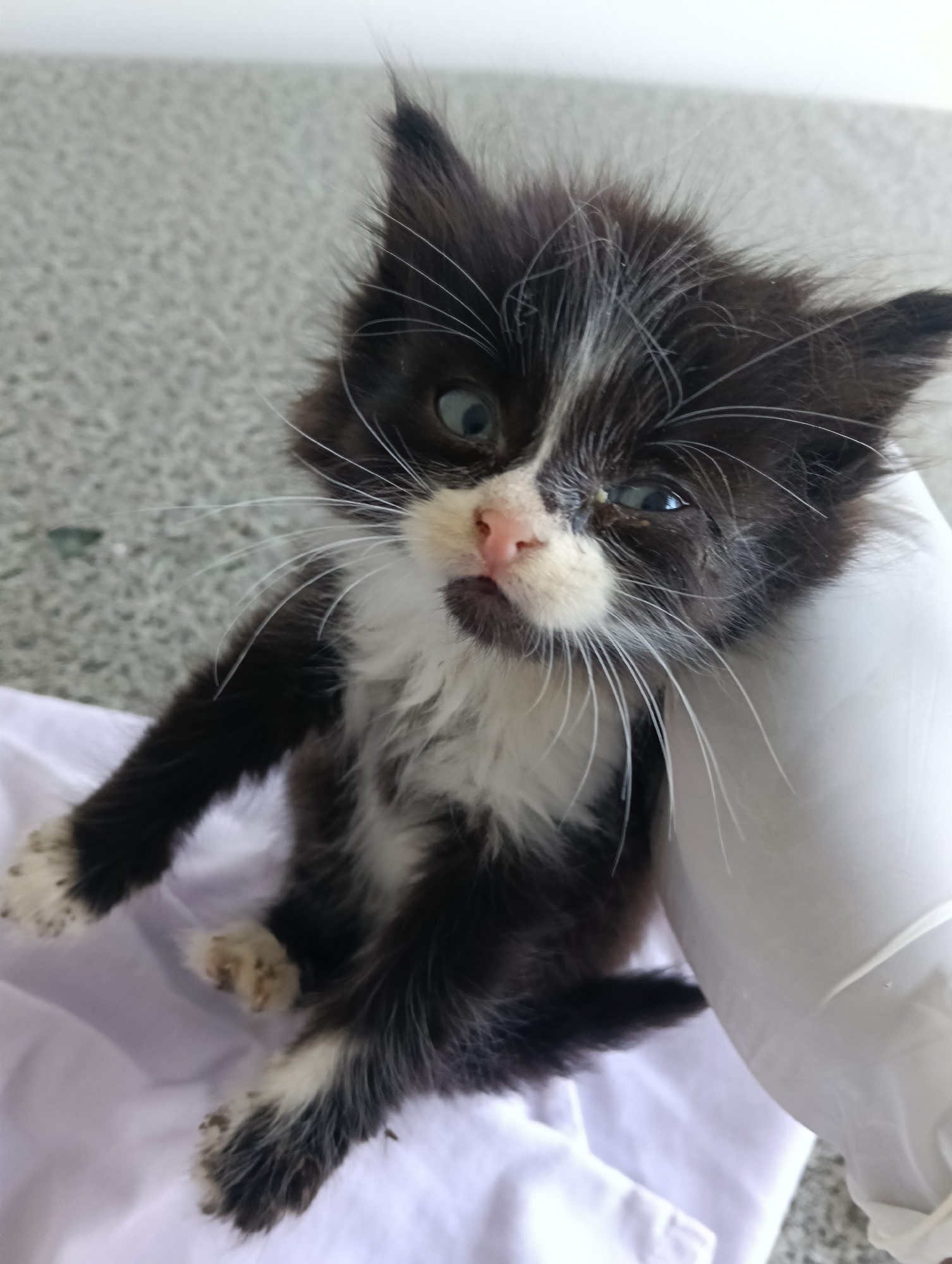 A small, scruffy kitten with black and white fur is held in a gloved hand. The kitten has a pink nose, long white whiskers, and appears to have a slight eye discharge in one eye. The kitten's paws are visibly dirty. The background is a light gray surface. The location, Nairobi, Kenya, is not determinable from visual information.