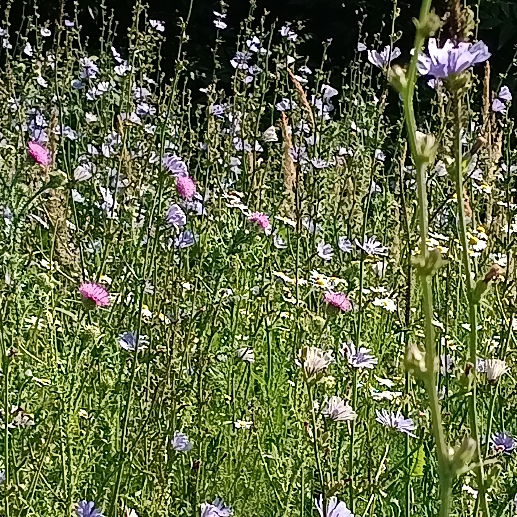 The image shows a field of wildflowers, predominantly chicory and some pink flowers, with tall green stalks and dark foliage in the background. The lighting suggests it is daytime, with sunlight illuminating the plants. The scene is natural and appears to be an outdoor environment. There are no people or animals visible. The location is stated as Unknown, Unknown, implying a generic or unspecific setting. The image quality is low, with visible pixelation and a painterly or digitally altered effect, making precise identification of individual species or detailed features difficult.