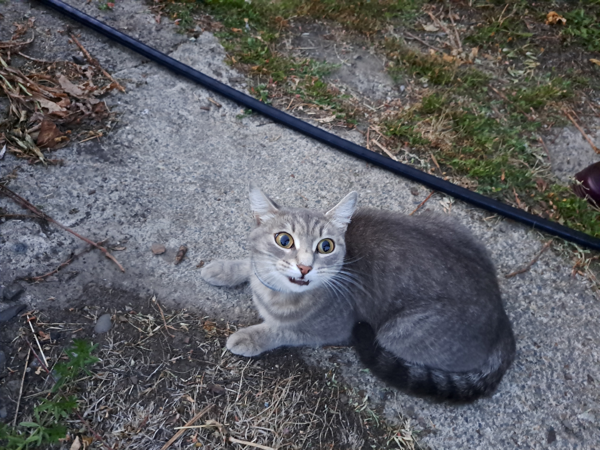 A grey tabby cat with bright yellow eyes is lying on its back on a concrete surface next to a patch of dry grass and some green foliage. The cat's mouth is slightly open, revealing small teeth, and its paws are raised in the air. A black hose lies diagonally across the frame, separating the concrete area from a strip of grass. The scene appears to be outdoors, possibly in a yard or alleyway in the city of Chernetsk, Russia, judging by the presence of the cat and the natural elements. The concrete is rough and textured, with scattered dirt and debris. The lighting suggests it is daytime.
