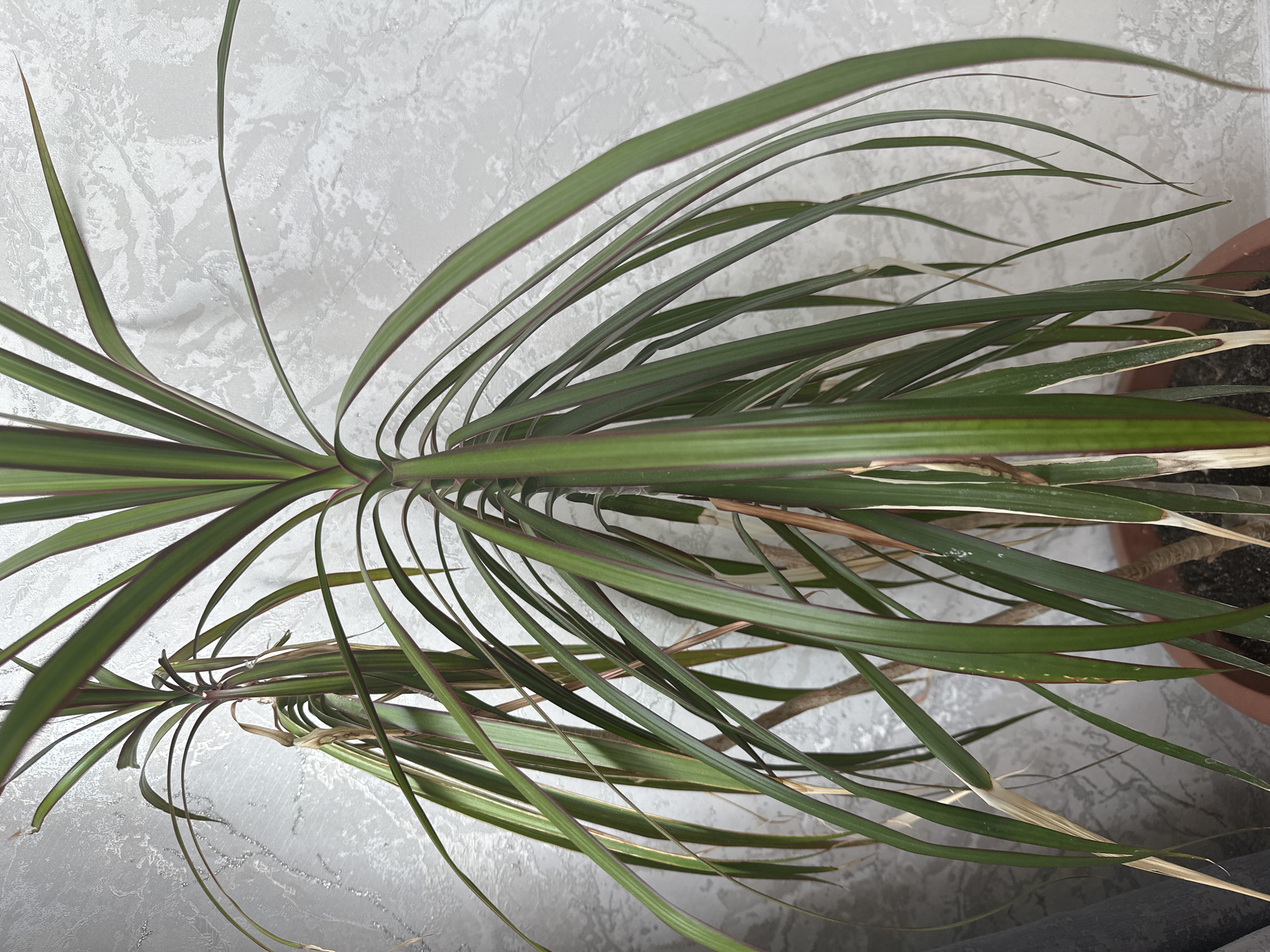 The image shows a potted dracaena plant with long, green leaves tinged with red along the edges. Some of the lower leaves are yellowing and browning, indicating potential stress or an issue with care. The plant is positioned in front of a textured, light-colored wall, possibly wallpapered. To the left of the plant, a portion of a grey curtain is visible. The plant is in a brown pot filled with soil. There are no people or animals present in the image. The scene is an indoor setting, likely a residential or office space. The city of Заринск, Russia is not depicted in the image; there are no visual cues to suggest this location.