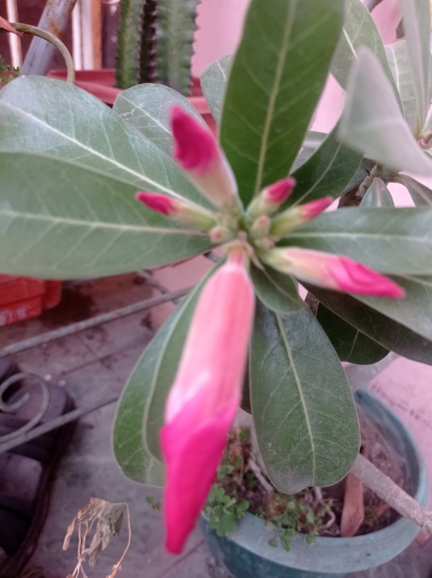 The image shows a close-up of several pink flower buds and green leaves of a plant in a pot. The plant appears to be an Adenium, commonly known as a desert rose. The buds are in various stages of development, with some fully formed and others just beginning to open. The leaves are thick and succulent, characteristic of desert plants. The pot is round and teal-colored, and the soil within is dark and appears to be mixed with gravel. In the background, out of focus, there are hints of other potted plants, including what looks like a cactus. The scene is lit by natural light, suggesting it might be outdoors or near a window. There is no indication of the specific location within Bandung City, Indonesia, as the image focuses solely on the plant. The overall impression is one of a well-cared-for plant, possibly on a patio or balcony.
