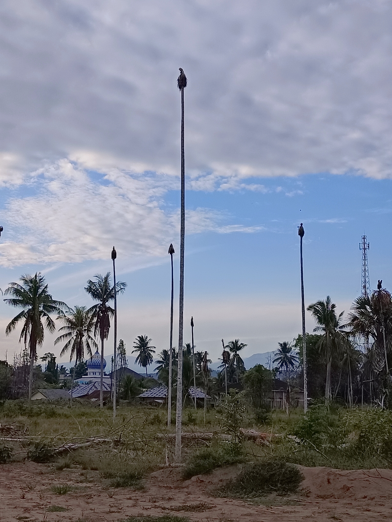 The image depicts a landscape in Gampong Blang, Indonesia, featuring several tall, slender poles, some with birds perched at their summits. In the background, palm trees and other vegetation are visible, along with several buildings, including a mosque with a blue dome. A cellular tower stands in the distance. The sky is partly cloudy, with a mix of blue sky and white clouds. The ground in the foreground appears to be dirt and dry grass, with fallen branches scattered about. There are no people or animals other than the birds on the poles visible in the image.