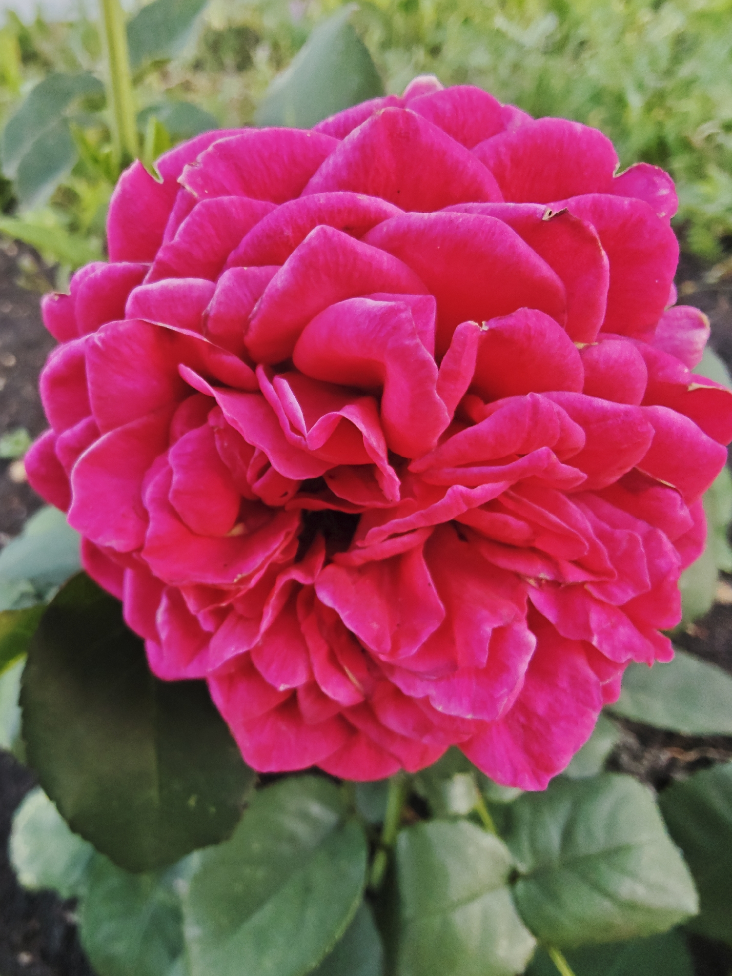 A close-up, eye-level, vertical shot captures a vibrant, full pink rose in bloom, its numerous petals densely layered and creating a rounded, voluminous form. The rose is centered in the frame, with its textured petals displaying subtle variations in shade and shape, some appearing slightly ruffled or curled. Surrounding the rose, unfocused green leaves and a dark, earthy ground are visible, suggesting an outdoor garden setting. The lighting is soft, highlighting the rose's rich color and intricate details. The image lacks any human presence or activity, focusing solely on the natural beauty of the flower. The scene is set in Bulgakovo, Russia, where the rose is growing in a garden.