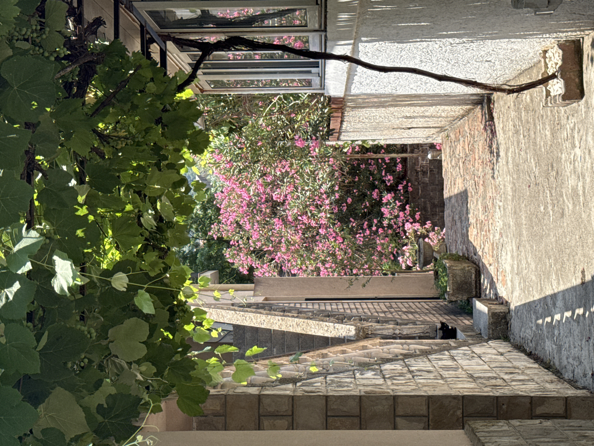 This media file depicts an outdoor scene, likely a courtyard or patio area, in Budva, Montenegro. The composition is dominated by lush green grapevines with developing grapes in the foreground, casting shadows across tiled surfaces. Beyond the vines, a vibrant cluster of pink oleander flowers adds a splash of color. The architecture features a combination of brick and stone elements, with tiled rooftops and walkways. A dark-colored cat is visible resting on the tiled steps. The lighting suggests it is daytime, with sunlight creating strong contrasts and shadows, indicating a clear and sunny weather. The overall impression is one of a tranquil, sun-drenched Mediterranean setting. There is no visible text in the image.