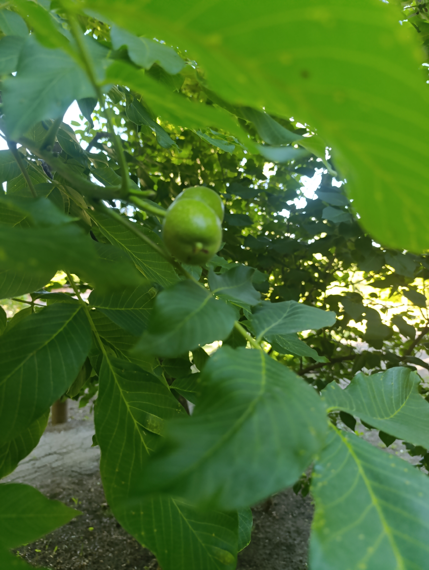 The image shows a close-up view of a walnut tree branch with unripe walnuts and green leaves. The walnuts are small, oval-shaped, and green. The leaves are large, compound, and have visible veins. The background is blurred, but appears to be a dappled sunlight effect filtering through the leaves, suggesting an outdoor environment. There are no people or animals visible in the image. The scene depicts a natural setting, likely in a garden or park, with a focus on the fruit and foliage of the tree.