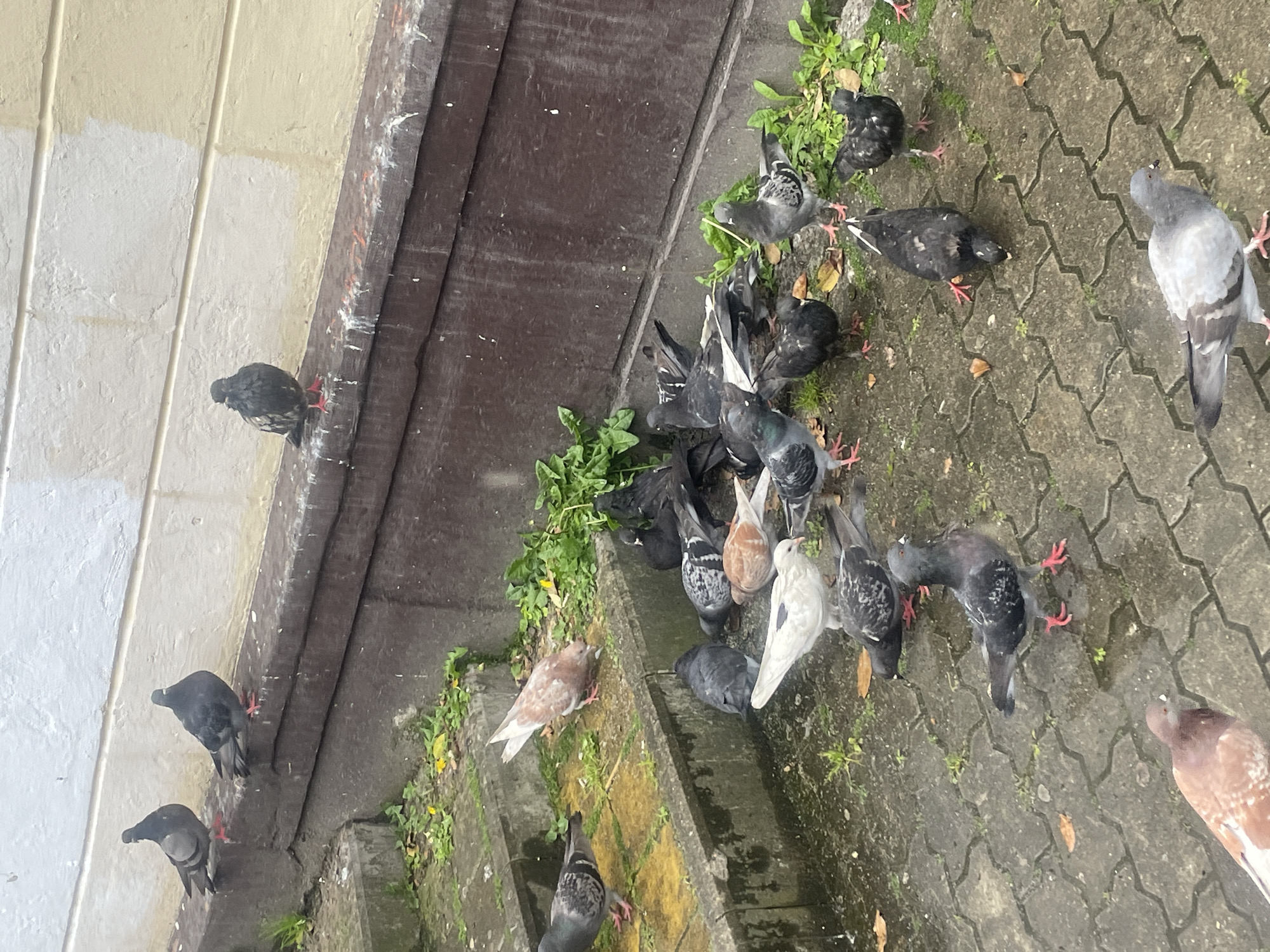 The image shows a group of pigeons gathered on a paved surface next to a building in Sochi, Russia. The building has a weathered facade with visible stains and patches. There are several pigeons perched on the building's edge. The pavement is made of interlocking blocks and shows signs of weathering and moss growth. The pigeons are a mix of colors, including grey, black, white, and brown. They appear to be pecking at the ground, possibly searching for food. There is sparse vegetation growing in the gaps between the paving stones and along the base of the building.