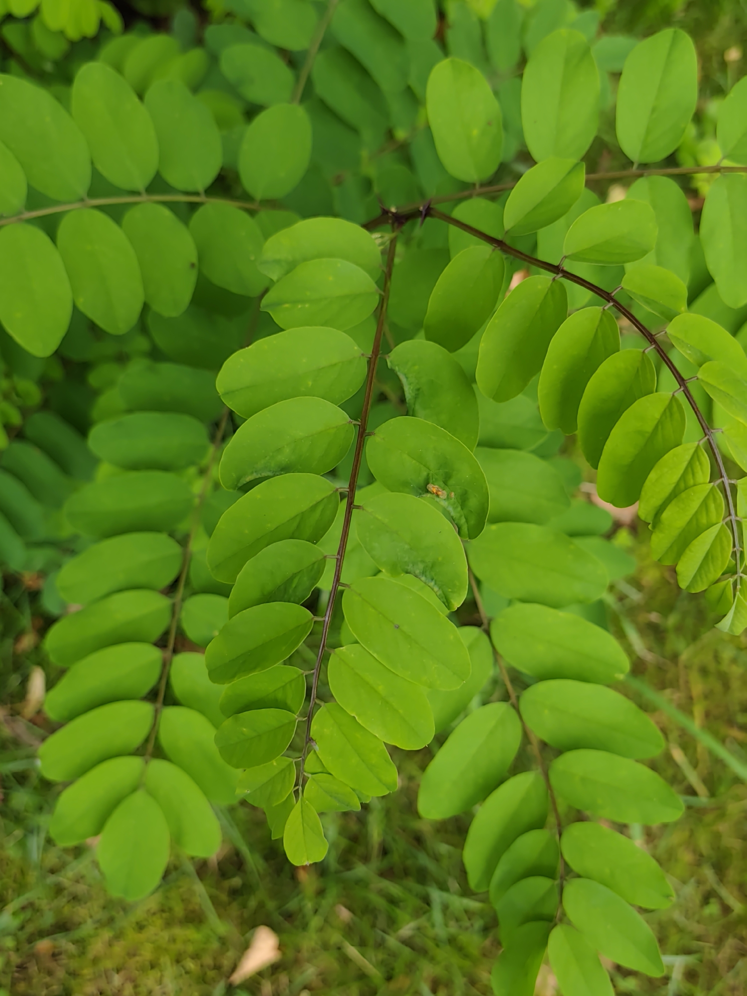 The image shows a close-up view of green leaves on a branch against a blurred background of grass. The leaves are oval-shaped and arranged in pairs along the stem. The lighting suggests it is daytime. There is a small, light-colored insect visible on one of the leaves. The scene is likely outdoors in a natural setting.