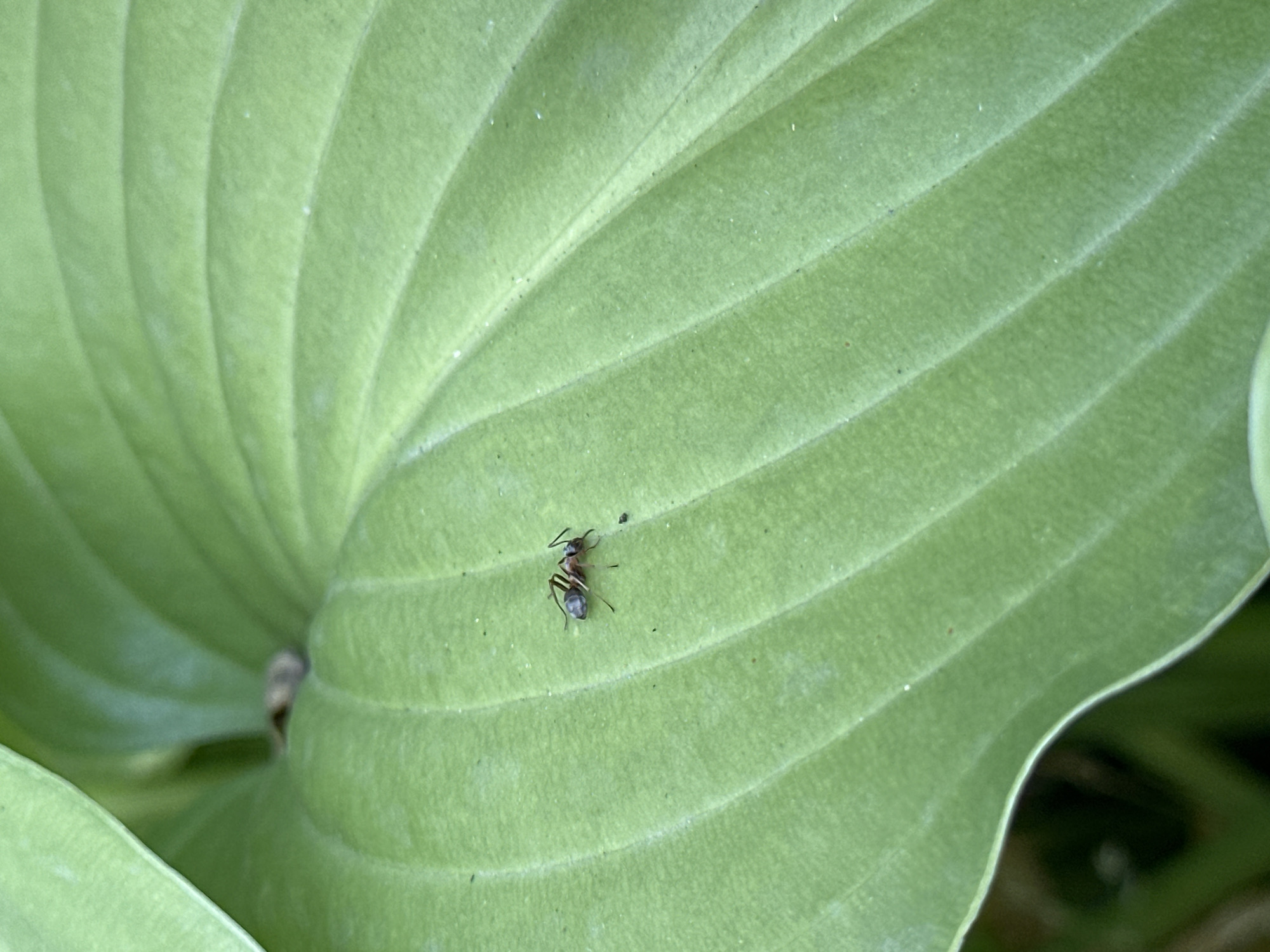 A close-up, eye-level shot captures a single ant on a large, vibrant green leaf with prominent veins. The ant, with a segmented body and antennae, is positioned in the center of the frame, facing towards the right. The leaf's texture appears slightly matte. The background is softly blurred, showing hints of darker green foliage, suggesting an outdoor, possibly garden setting. No specific location in Yessentuki, Russia, can be determined from the visual information provided.