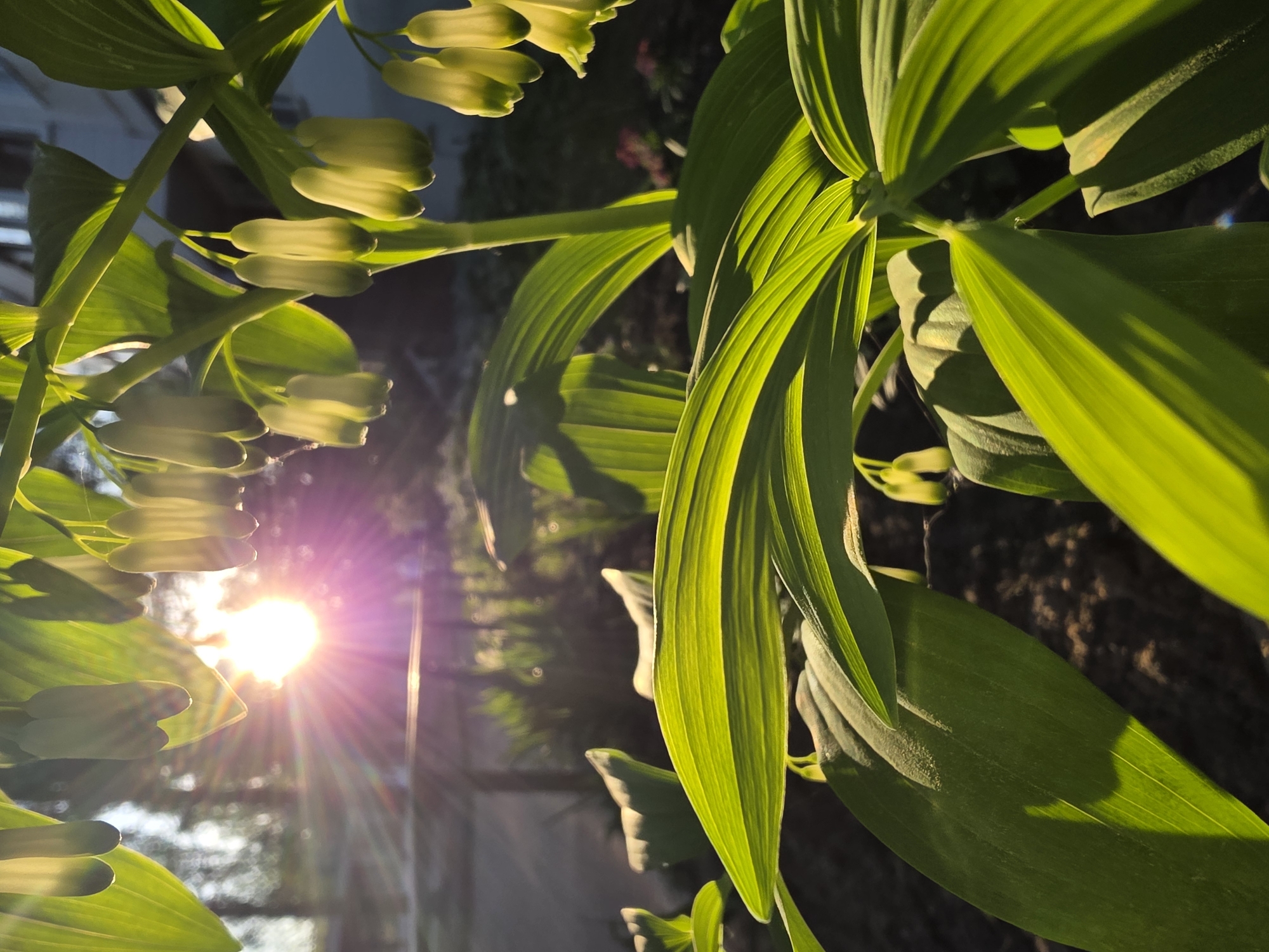The image shows a close-up of green plants with hanging, bell-shaped flowers. The plants appear to be in a garden or natural setting. Bright sunlight shines through the plants, creating lens flare and strong highlights on the leaves and flowers. Based on the prompt, this scene is located in Chaikovsky, Russia.
