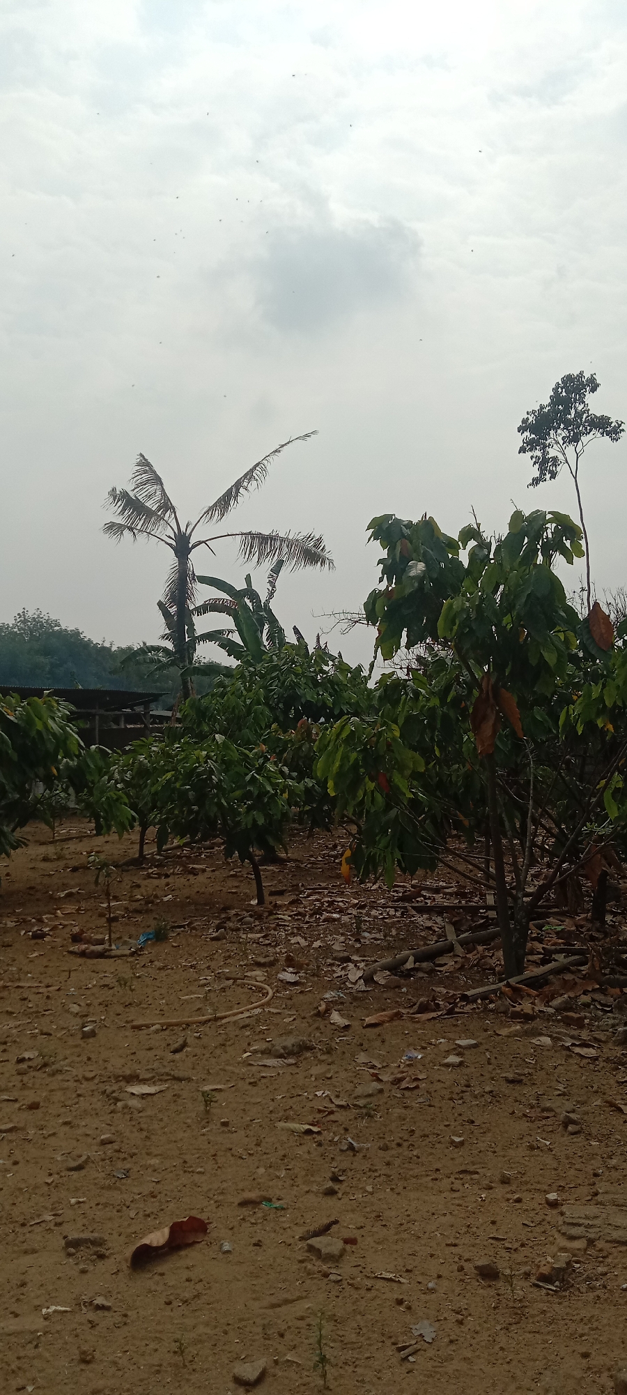 The image depicts an outdoor scene at what appears to be a plantation or agricultural area in Utama Jaya Mataram, Indonesia. The foreground is dominated by dry, sandy soil littered with fallen leaves, twigs, and debris, including a few small rocks and a discarded yellow plastic item. In the middle ground, a row of young trees with green leaves is visible, some bearing small yellow or orange fruits. Behind these, a palm tree with withered fronds stands tall, accompanied by banana plants. Further back, denser foliage forms a green backdrop, with a single tall, slender tree with dark leaves extending upwards against the sky on the right side. A low-lying structure with a corrugated roof is partially visible on the left edge of the frame. The sky is overcast with a light greyish-white cloud cover, and a few dark specks, possibly birds or insects, are scattered across it. The overall impression is one of a rural or semi-rural agricultural setting under a cloudy sky.