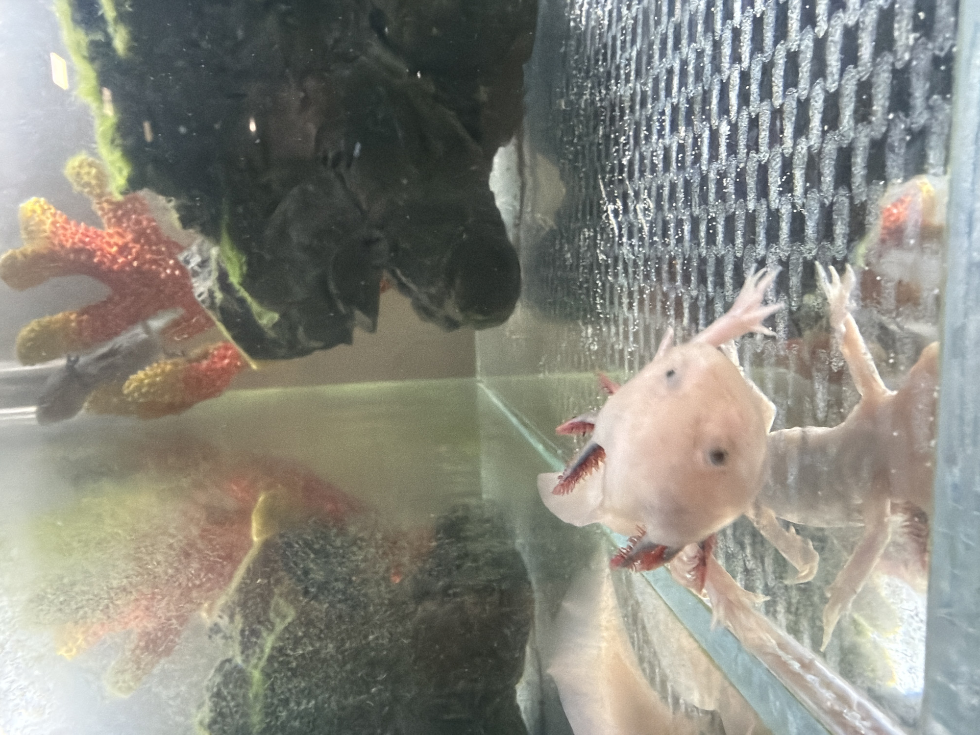 This image depicts an albino axolotl in a dimly lit aquarium. The axolotl is light pink with dark red gill frills and has a small, round head with dark eyes. It is positioned in the foreground, looking towards the viewer, with its body partially obscured by the glass. Its limbs are splayed out, and its tail extends to the left. The aquarium contains aquatic plants and decorative items, including a dark, moss-covered rock formation and what appears to be a red and yellow coral-like structure in the background. The bottom of the tank has a textured grid surface. The lighting is uneven, with a bright reflection on the water's surface and some areas of the tank appearing murky. There is no indication of a specific location within the city of German, Bulgaria.