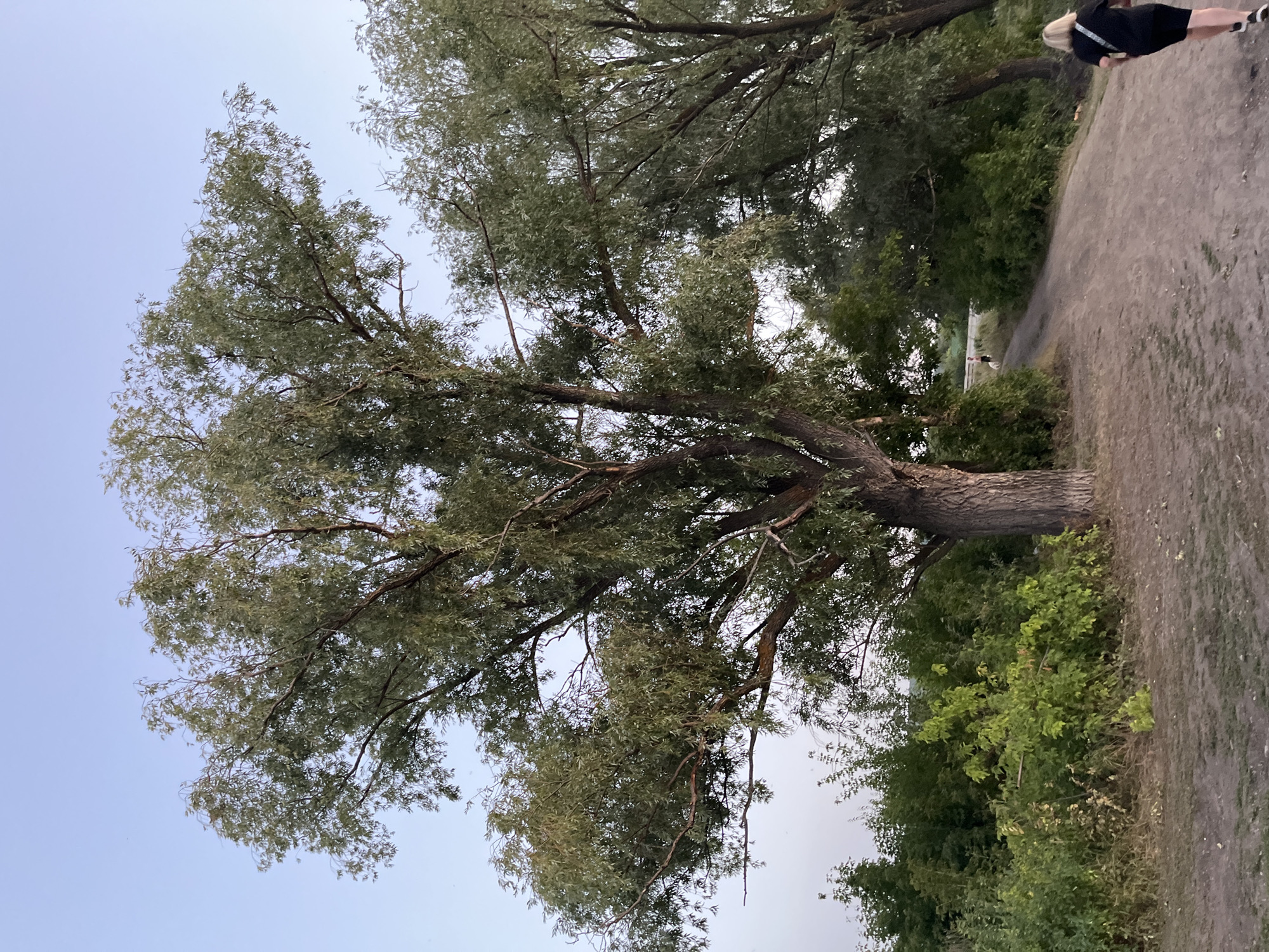 The image depicts a park path in Sokolovyi, Russia, on a clear day. A large tree with green foliage dominates the left side of the frame. A dirt path curves through the scene, leading into a wooded area. In the foreground, a woman with blonde hair is walking away from the camera on the path, wearing a black t-shirt and shorts. Further down the path, two figures, one appearing to be a person and the other a dog, are visible in the distance. The environment is characterized by lush greenery and mature trees.