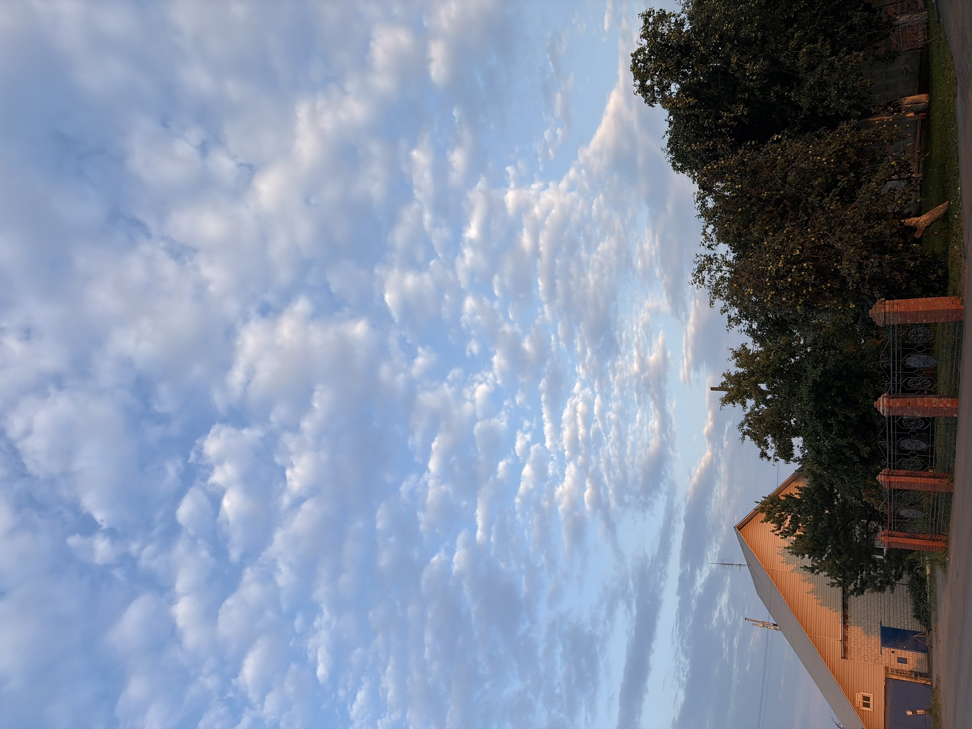 This is a vertical, slightly tilted photograph of a rural scene, likely taken in Izhevsk, Russia. The image is dominated by a vast expanse of sky filled with a variety of clouds. These clouds range from small, puffy white cumulus formations to longer, wispy cirrus streaks, all set against a pale blue sky. The lighting suggests it's either early morning or late afternoon, with soft, warm tones on the right side of the frame.
In the lower right portion of the image, a building with a light-colored brick lower section and a lighter, possibly wooden, upper section with a steep roof is visible. The roof is catching the warm light, creating a golden hue. To the left of this building, there are dark green trees that appear to be fruit trees, some of which are laden with small green fruits, possibly apples. A portion of a brick fence with a decorative metal gate can be seen to the right of the trees. Behind the trees and fence, a darker, possibly brick wall is discernible. The ground appears to be covered in green grass and a paved surface, likely a road, is visible on the far right edge of the frame. A felled tree trunk lies on the grass in the middle ground. There is no visible text in the image. The scene evokes a sense of peacefulness and rural tranquility.