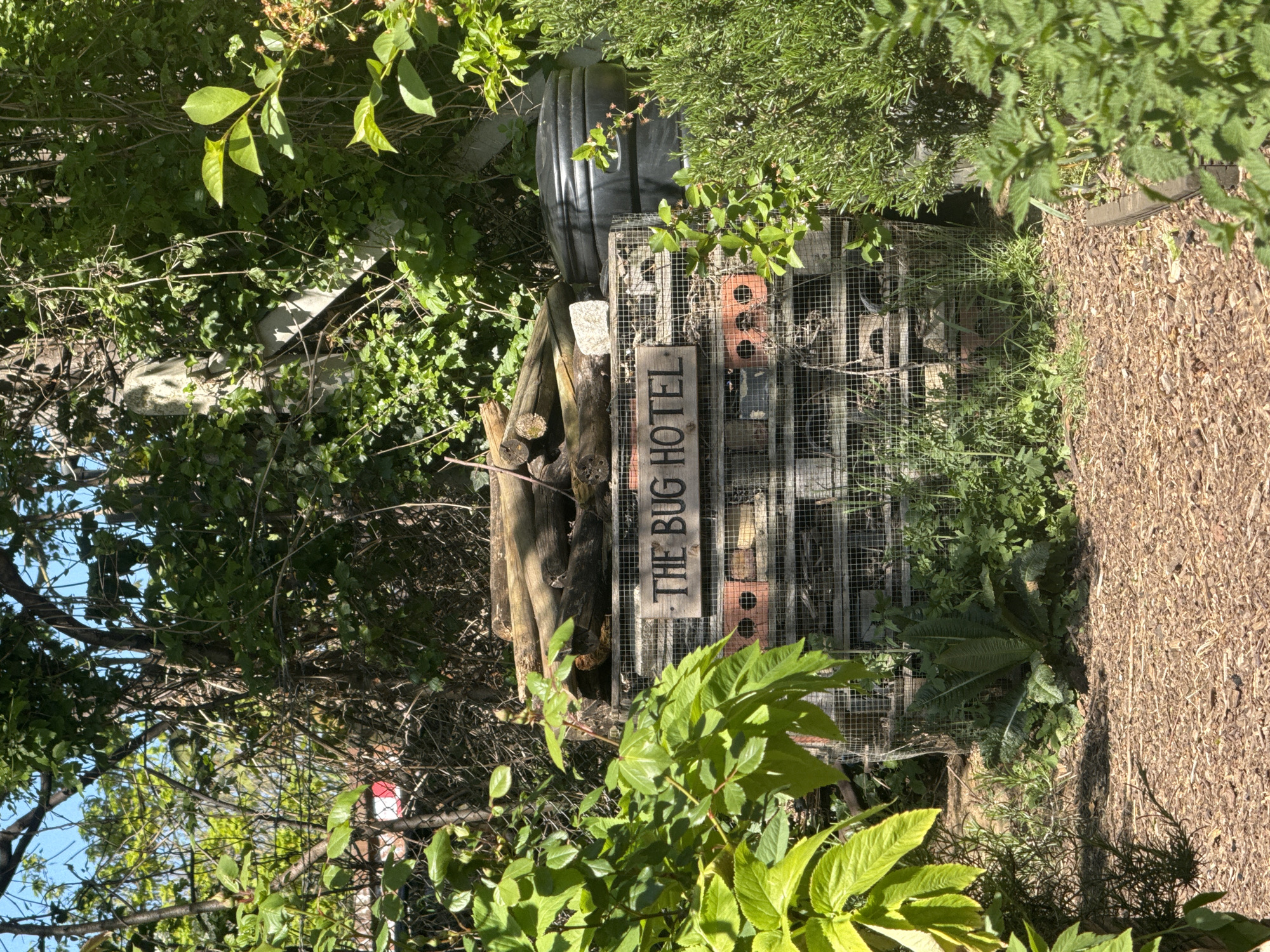 This image depicts a vibrant outdoor scene, likely in a garden or natural area, with the context of London, United Kingdom. The central subject is a "Bug Hotel," a structure designed to provide shelter and habitats for insects.
The Bug Hotel is constructed from various natural and repurposed materials. On the left side, stacked wooden logs of different sizes form a portion of the hotel. The main section is enclosed within a wire mesh frame, containing elements such as terracotta bricks with circular holes, which provide crevices and nesting spots, and possibly other natural debris like twigs or bark. A prominent wooden sign is affixed to the front of this structure, clearly displaying the text "THE BUG HOTEL."
The hotel is situated amidst lush, dense greenery. Numerous leafy plants, bushes, and possibly climbing vines surround it, creating a natural and somewhat overgrown environment. To the right of the bug hotel, a pathway or ground area is covered with light brown wood chips, suggesting a maintained natural space. In the background, further trees and foliage are visible, with patches of clear blue sky peeking through the leaves. A large, dark, cylindrical object, possibly a water butt or a recycled tire, is partially visible behind the bug hotel on the upper right, nestled within the vegetation.
The scene is brightly lit by natural sunlight, indicating a clear, sunny day, with soft shadows visible on the ground and within the foliage. There are no people or animals visible, and the overall impression is one of peaceful natural habitat and conservation effort.