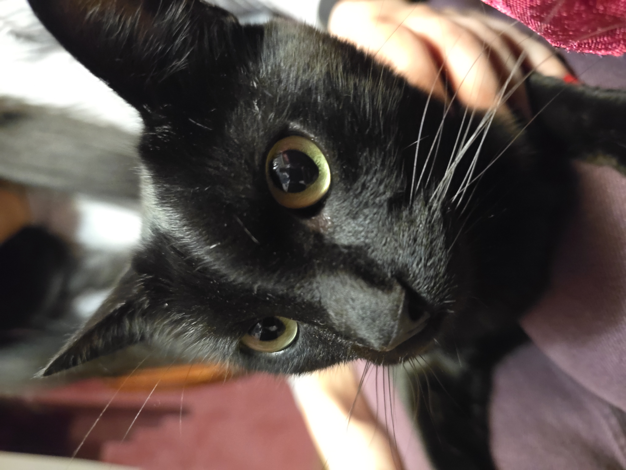 Close-up, slightly tilted view of a black cat being held. The cat's face is prominent, featuring green-yellow eyes and white whiskers. A hand and part of an arm wearing a light purple garment are visible behind the cat. A section of a red, textured object is present in the upper right. A blurred background is present behind the cat. The location is not discernible.