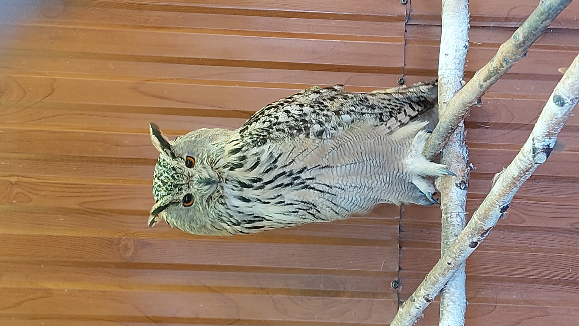 A full-body shot captures a large eagle owl perched on a wooden branch against a backdrop of vertical wooden planks. The owl faces forward, its bright orange eyes staring directly at the camera. Its plumage is a mottled pattern of white, black, and brown, with distinct ear tufts extending from the top of its head. The owl's talons grip the rough-textured branch. The wooden planks behind the owl are a warm brown color, with visible grain patterns. The lighting is even, highlighting the textures of the owl's feathers and the wood. No people are present in the image. The scene appears to be an indoor enclosure, possibly at a zoo or rehabilitation center, given the artificial background and the owl's captive state. The image is likely taken in Yelizovo, Russia, known for its bird parks and wildlife sanctuaries.