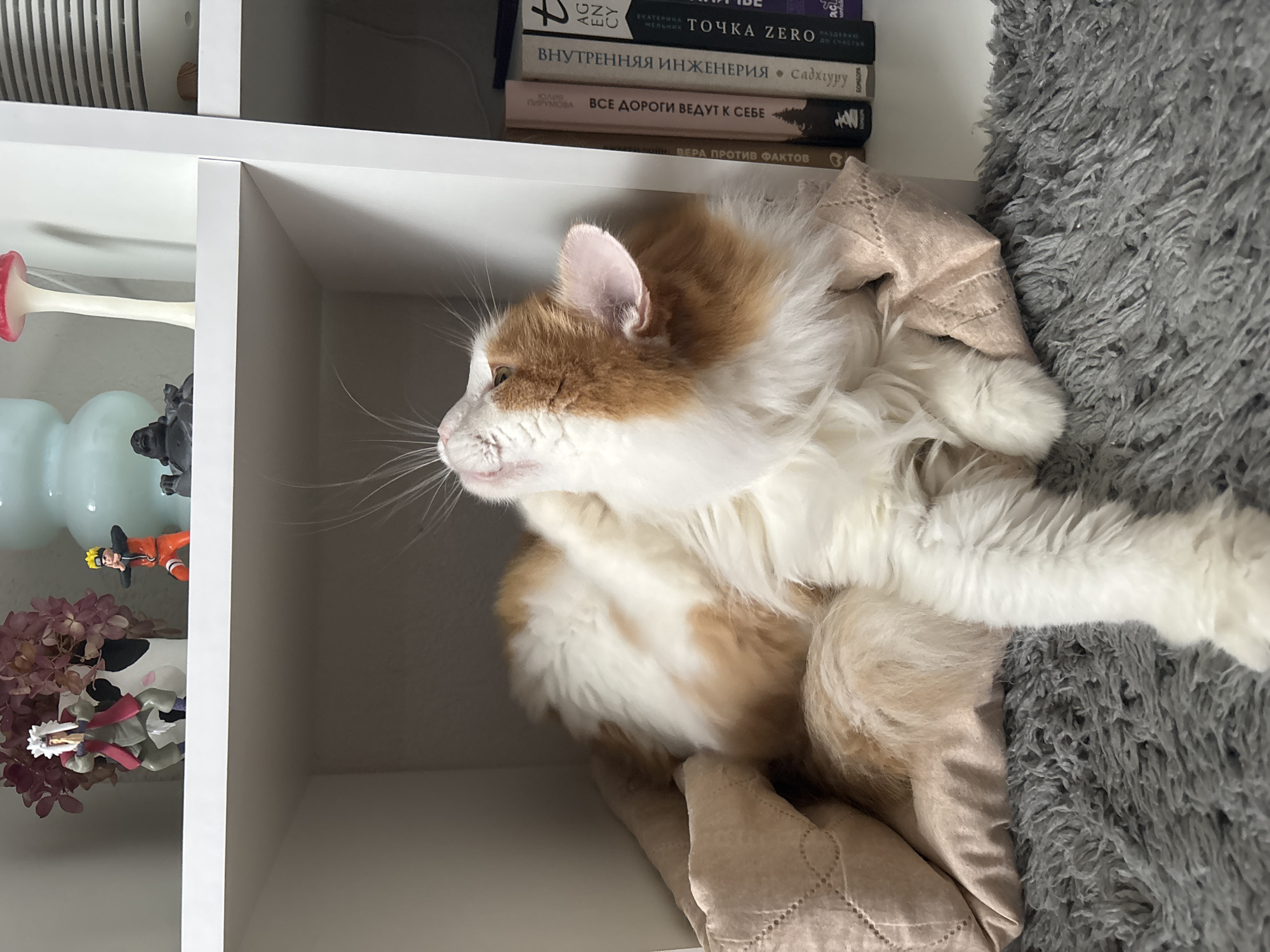 A long-haired, orange and white cat is lying comfortably on a soft, light pink blanket that is on a grey, shaggy rug. The cat is in the lower section of a white shelving unit. The cat is looking upwards with its head tilted back and its mouth slightly open, showing its tongue. Its right front paw is raised as if it is scratching behind its ear. On the shelf above the cat, there are several decorative items. To the left, there are two figurines of characters from the anime "Naruto," one of Jiraiya and one of Naruto. Next to them is a vase containing dried, pinkish-purple flowers. Further to the right on the same shelf are a small black figurine of a laughing Buddha, a white and red mushroom-shaped lamp, and a white object with horizontal slats. To the right of the shelving unit, on a shelf that is not visible in full, there is a stack of books with titles in Cyrillic script. The overall environment appears to be indoors, possibly a living room or bedroom, with a focus on the cat and its surroundings on the shelf. There is no indication of the location being in Zheleznogorsk, Russia, based on the visual evidence.