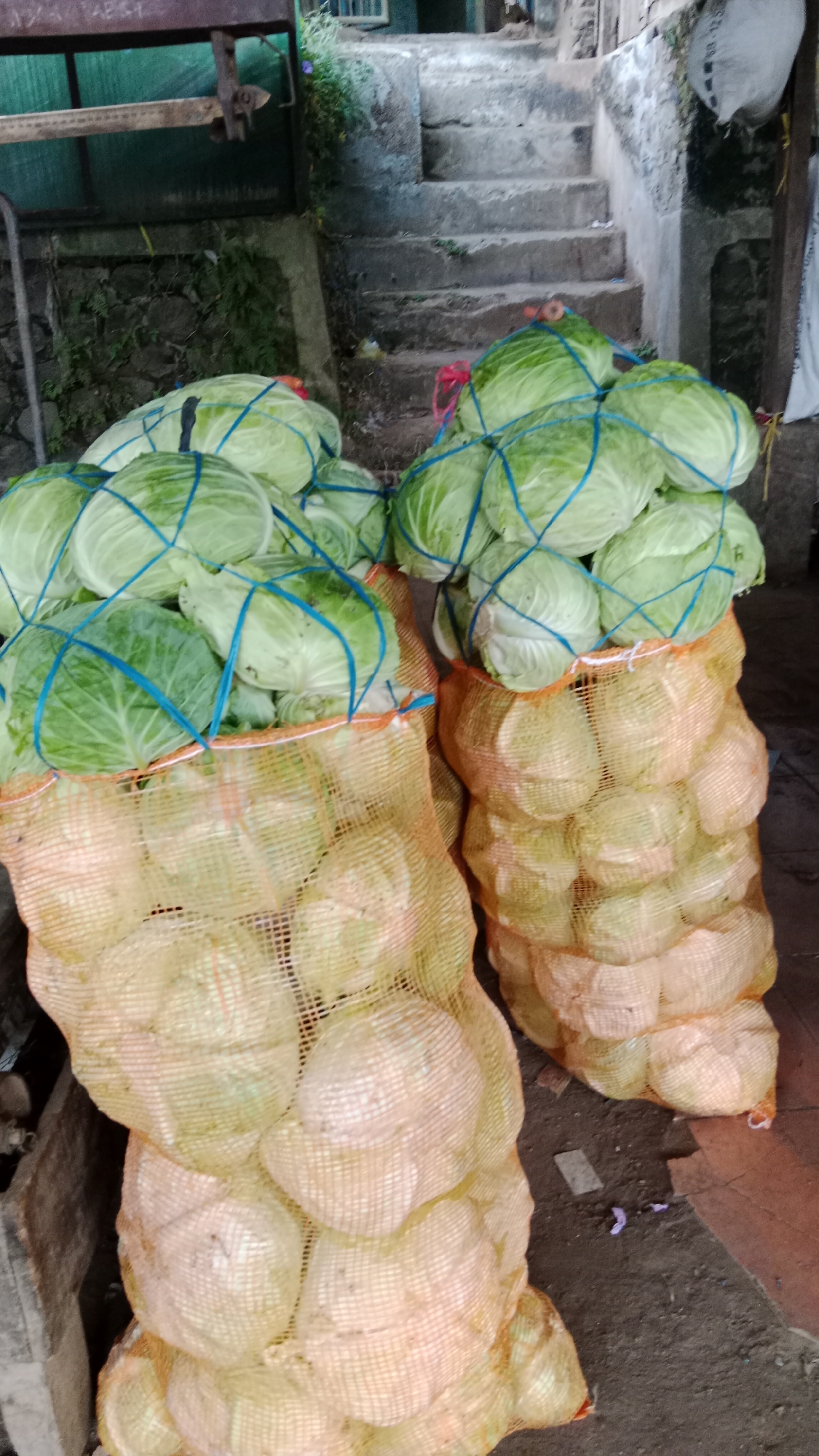 The image depicts an outdoor scene in Klawen, Indonesia, likely a market or roadside stall, with two large mesh bags filled with cabbages. The bags are orange and yellow, and the cabbages are green and white. Some of the cabbages are tied with blue twine. In the background, concrete steps lead upwards, and a rusty scale is visible on a wooden structure. The ground is dirt and concrete. There are no people or animals visible in the image.