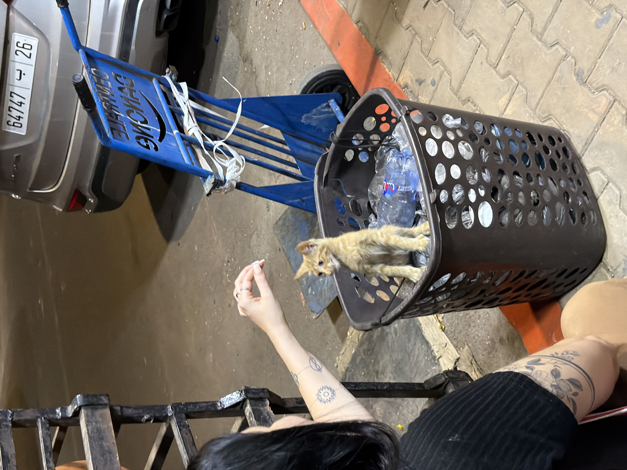 The image depicts a scene on a city street at night, likely in Marrakesh, Morocco, based on the license plate. In the foreground, a person with tattoos on their arm and shoulder is reaching out towards a small, orange tabby kitten. The kitten is sitting in a dark brown plastic basket, which is partially filled with plastic bottles and other debris. The basket is placed on a flatbed cart with blue metal framing. Behind the cart, a silver SUV is parked, displaying a license plate with Arabic and French characters and the number "64747 ب 26". The ground is paved with interlocking bricks. The overall environment suggests an urban setting with some litter present.
