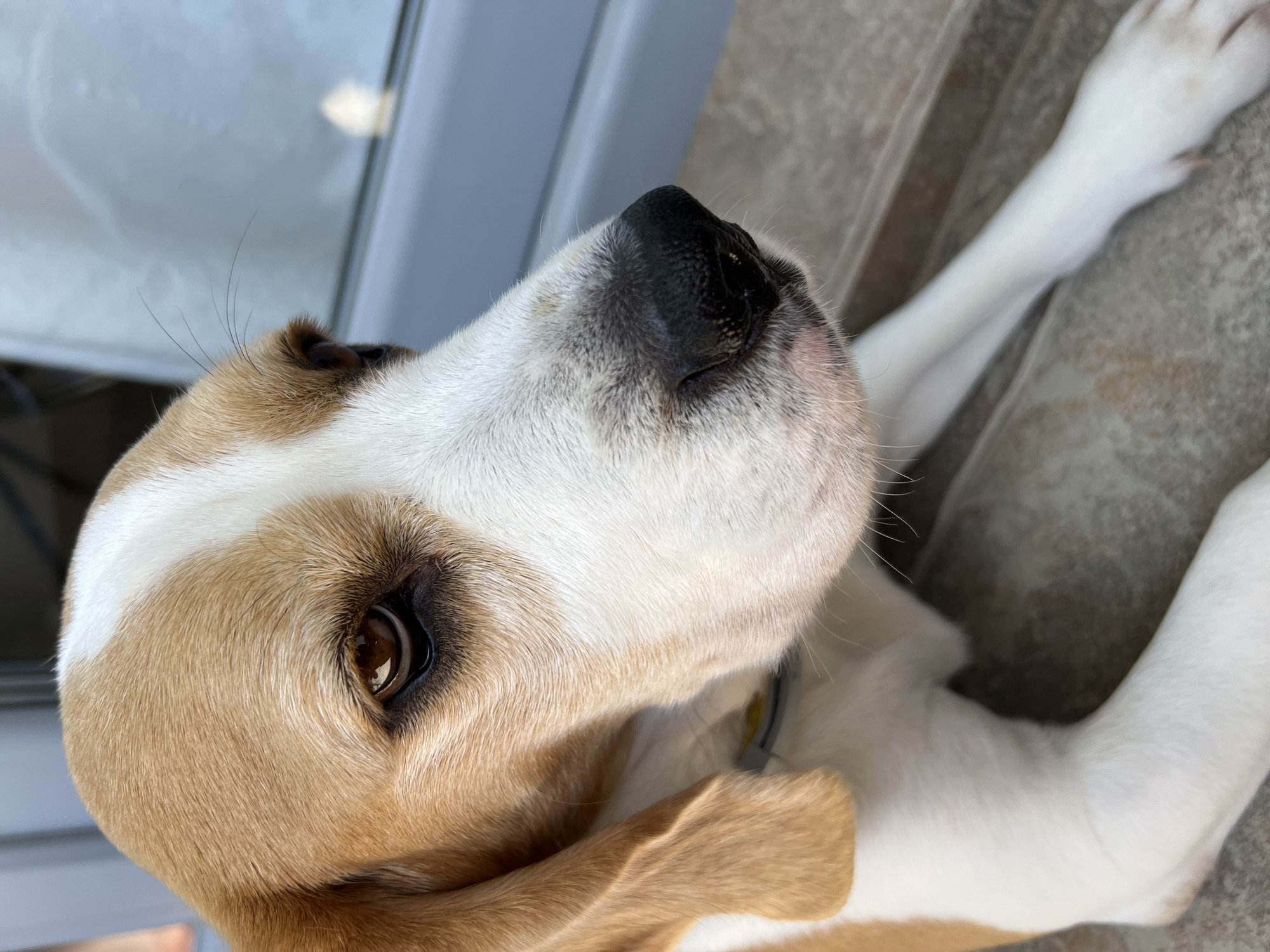A close-up shot features a Beagle dog with brown and white fur. The dog is looking towards the right side of the frame with its head tilted slightly. Its brown eyes are visible, as is its black nose, which appears slightly dusty. The dog's ears are hanging down. The background consists of a pale blue surface, possibly siding or a wall, and a light-colored surface that could be a step or ledge, on which the dog is resting. The lighting suggests an outdoor setting, possibly in a courtyard or on a patio. The image does not contain any identifiable landmarks or features that would indicate a specific location within Budva, Montenegro.
