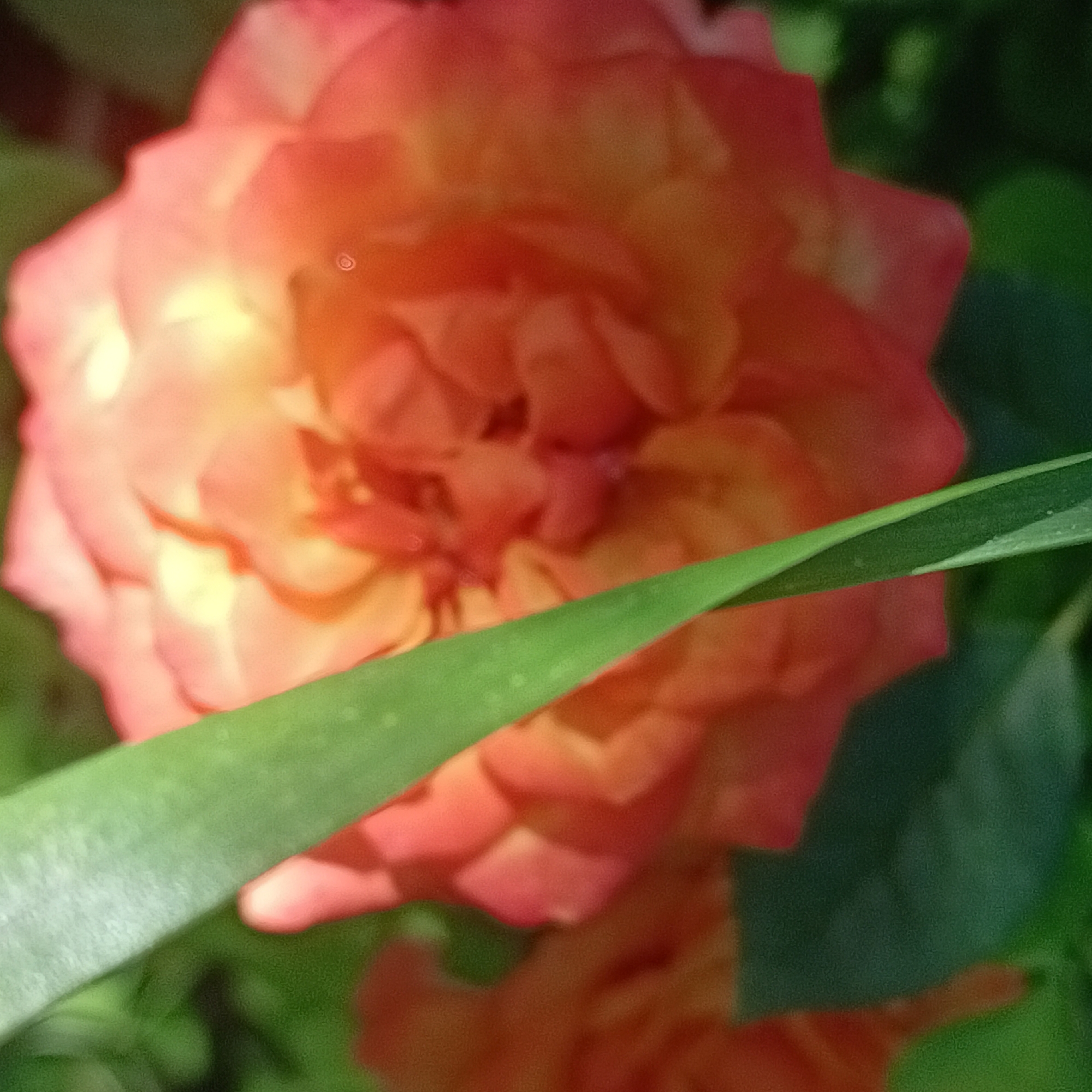 The image shows a close-up of a red and orange rose with a blurred green leaf in the foreground, set against a dark green, out-of-focus background. The rose is in bloom, with multiple layers of petals visible. The leaf is positioned diagonally across the image, partially obscuring the rose. The lighting suggests it is daytime, with a bright, warm glow on the rose. The scene appears to be outdoors, likely in a garden or natural setting. No specific location in Tornovoye, Russia, can be determined from the visual information provided.