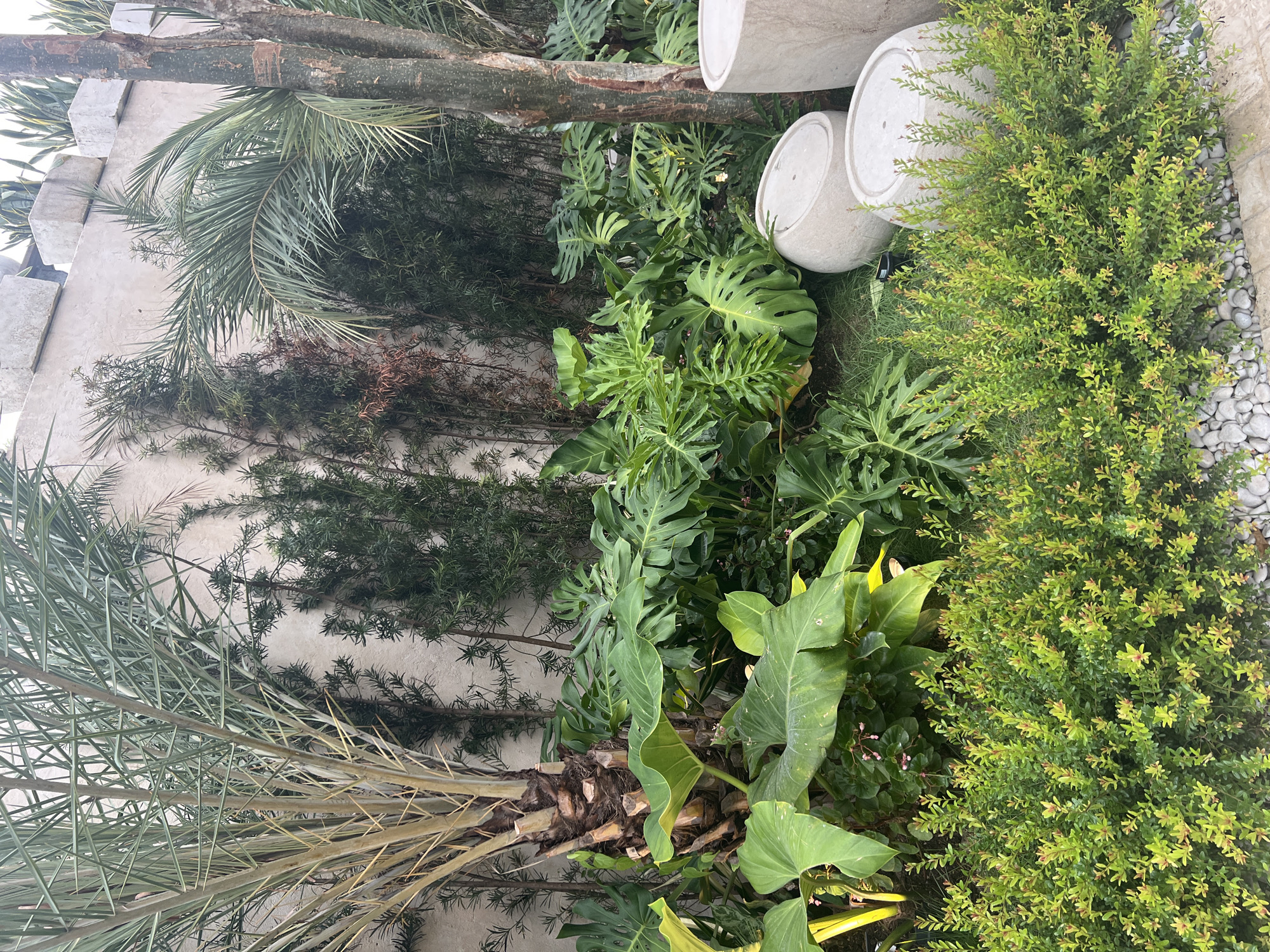 The image depicts a lush garden scene in an outdoor setting. In the foreground, a dense, green shrubbery borders a path of white gravel. Behind the shrubbery, a variety of large-leaved tropical plants, including Monstera and elephant ear plants, create a dense canopy. A palm tree trunk with a rough, textured bark stands prominently on the left side of the frame. The background features a textured concrete wall, topped with rectangular planters containing succulents and other plants. Two large, rounded concrete planters are positioned amongst the foliage on the right side of the image. The overall impression is one of a well-maintained, tropical-inspired garden.