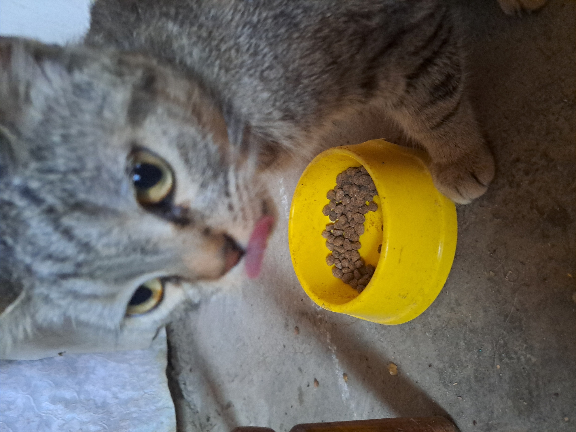 The image shows a domestic cat eating from a yellow bowl of kibble. The cat is gray and tabby-striped, with its tongue extended as if licking its lips. The bowl is positioned on a concrete floor. The background includes a textured white surface and a portion of a brown cylindrical object. The scene appears to be indoors, likely a home environment, as indicated by the domestic cat and the indoor setting. The location is not explicitly Vypasne, Ukraine, as this information is not derivable from the visual content of the image.