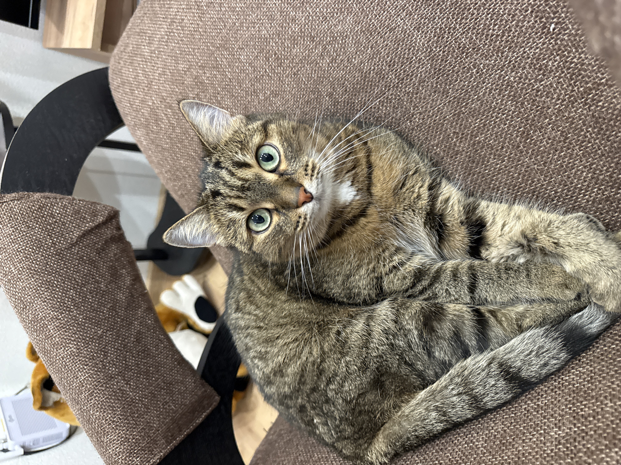 A tabby cat with green eyes is resting on a brown fabric surface, likely a piece of furniture. The cat's fur exhibits a pattern of brown, black, and grey stripes. Its tail is curled around its body, and its paws are tucked beneath it. The background is blurred, but a white object, possibly a small appliance, and a stuffed toy resembling a dog are partially visible. The scene appears to be indoors, with a white wall in the background. There is no discernible indication of the location being Osorgino, Russia.