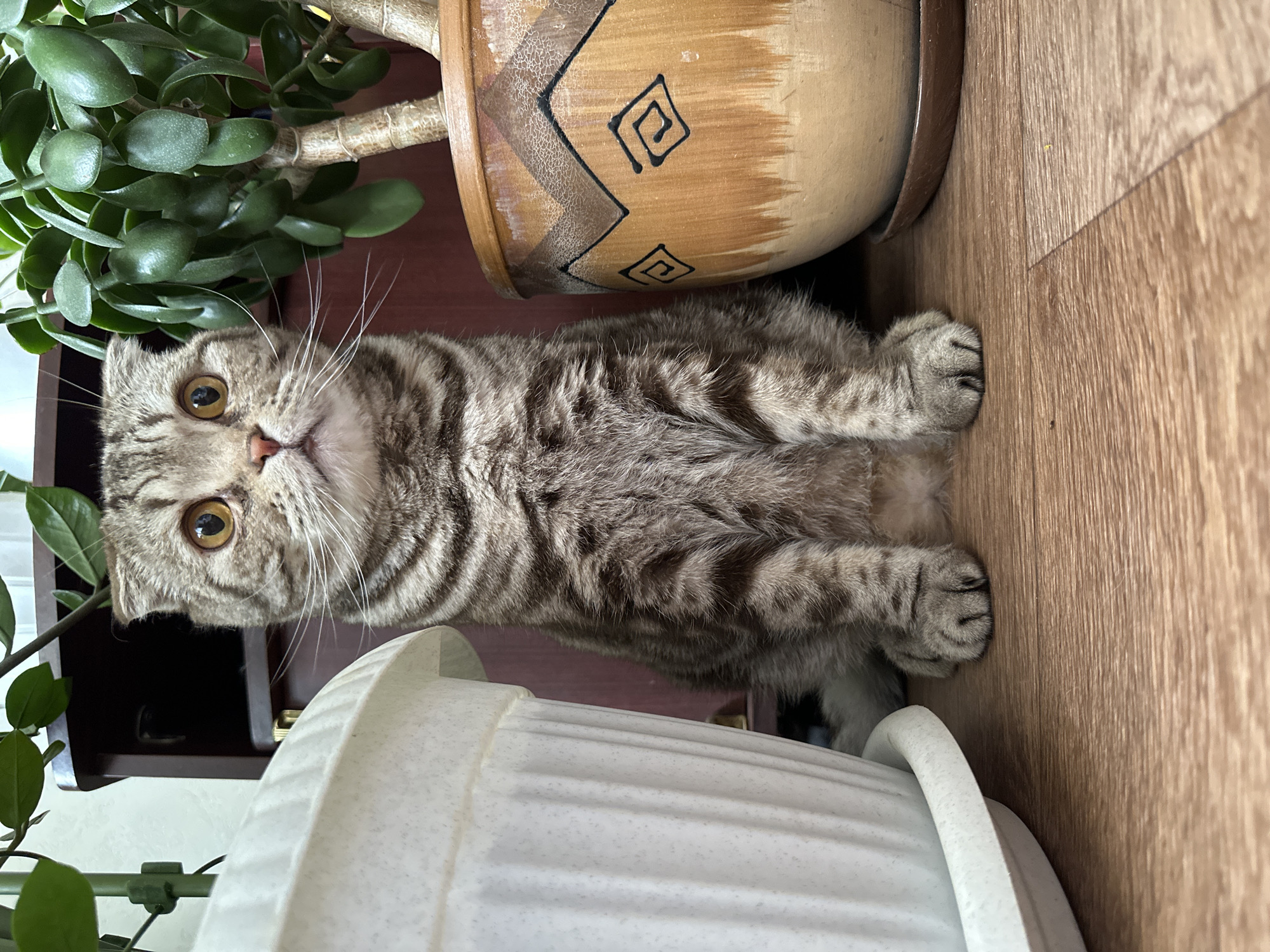 A gray tabby cat with yellow eyes sits between two potted plants, a large green-leaved plant and a brown and tan patterned pot on top, and a white, ribbed pot on the bottom. The cat's paws rest on the floor, and it looks directly at the camera. The background is a wooden surface.