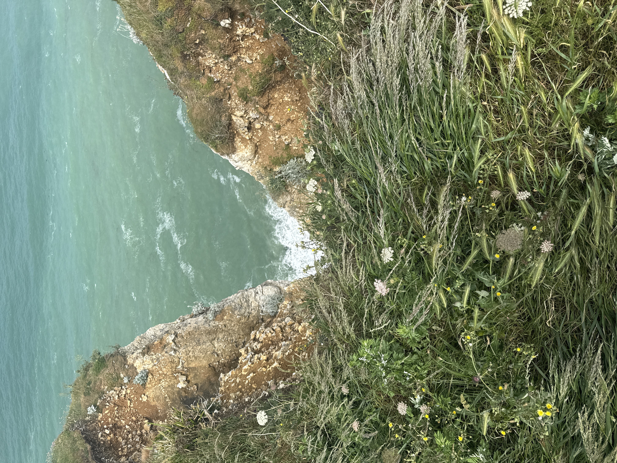 The image captures a vibrant coastal scene from a high vantage point, looking down towards the sea from a cliff edge, consistent with the location context of Étretat, France.
In the foreground and extending across the top right portion of the frame, there is a dense expanse of lush green vegetation. This includes various tall grasses with visible seed heads, interspersed with numerous wildflowers. Small yellow flowers and clusters of white, umbrella-shaped flowers (resembling Queen Anne's Lace) are scattered throughout the greenery.
Mid-ground, running diagonally from the bottom left towards the center-right, is the rugged, earthy, and rocky cliff face. The exposed earth exhibits varied tones from light brown to reddish-brown, with some grey rock formations. Sparse patches of vegetation cling to the cliff's edge.
Below the cliff, occupying the bottom left of the image, is the expansive, turquoise-green sea. White foam from breaking waves can be seen crashing against the base of the cliff, indicating active water movement. The water's surface shows subtle ripples and variations in color, suggesting clear water.
The scene is illuminated by soft, bright daylight, suggesting an overcast or partly cloudy sky as there are no harsh shadows. No people or man-made objects are visible in the tranquil, natural landscape. There is no visible text.
