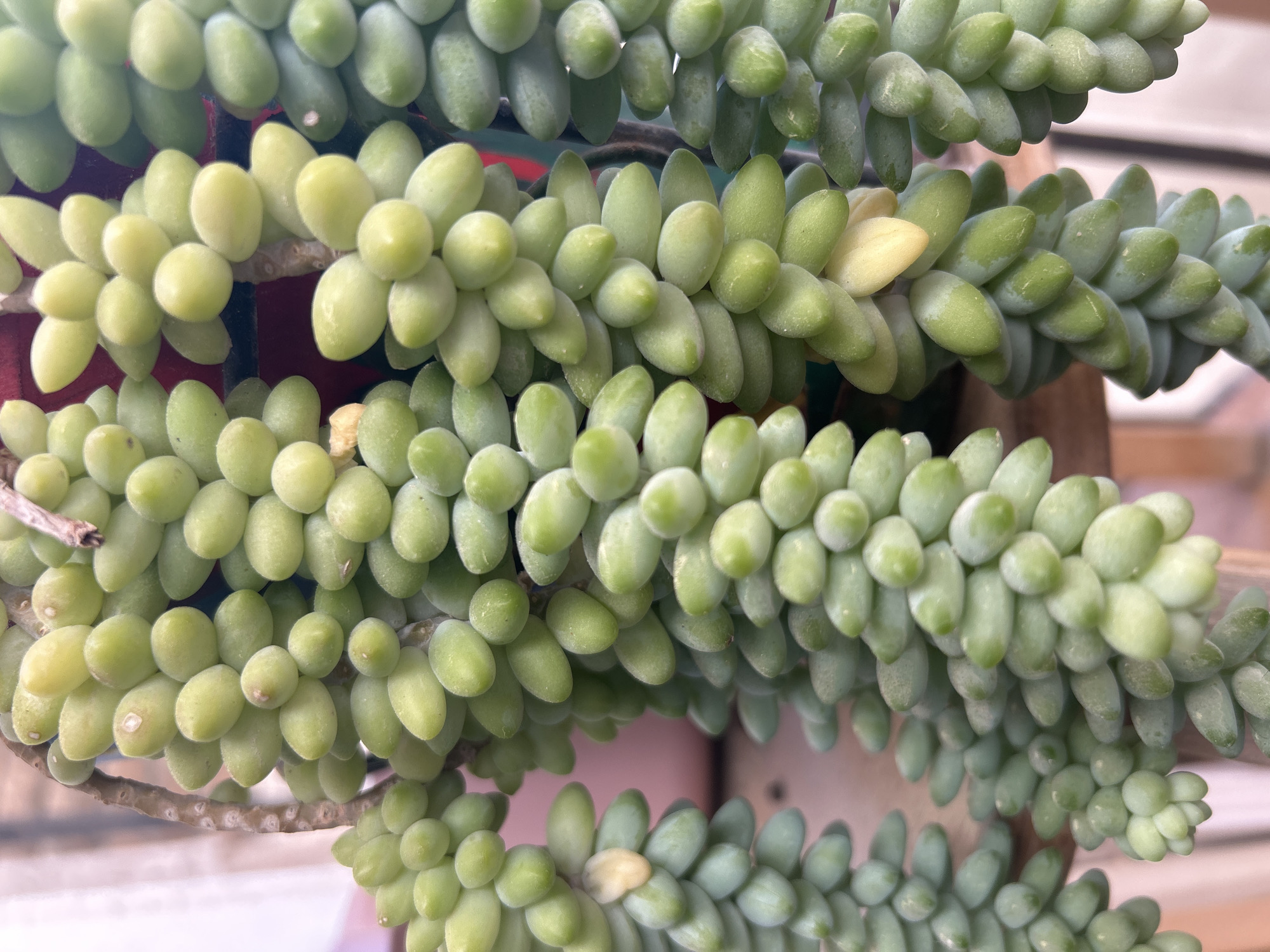 The image presents a detailed, close-up view of a healthy Sedum morganianum succulent, commonly known as Burro's Tail or Donkey's Tail. The primary subjects are several long, trailing stems heavily laden with numerous plump, ovoid leaves. These leaves exhibit a vibrant palette of greens, ranging from a pale, almost yellow-green to a soft blue-green, and many are covered in a delicate, powdery farina, giving them a slightly frosted appearance. Some leaves show a distinct yellowish coloration, potentially indicating new growth or sun stress.
The stems themselves, visible in areas where the leaves are less dense, appear woody and brownish, marked with small, circular scars where older leaves have fallen. The plant displays a lush, cascading habit, characteristic of the species.
The scene is captured in bright, natural daylight, which evenly illuminates the leaves, highlighting their texture and color variations without harsh shadows. The background is out of focus, suggesting an indistinct structure or wall, but provides no specific locational cues. There is no activity taking place, nor is any text visible in the image. The overall impression is one of natural beauty and botanical detail, showcasing the succulent's distinctive form, suitable for a sunny location such as Barcelona, Spain.
