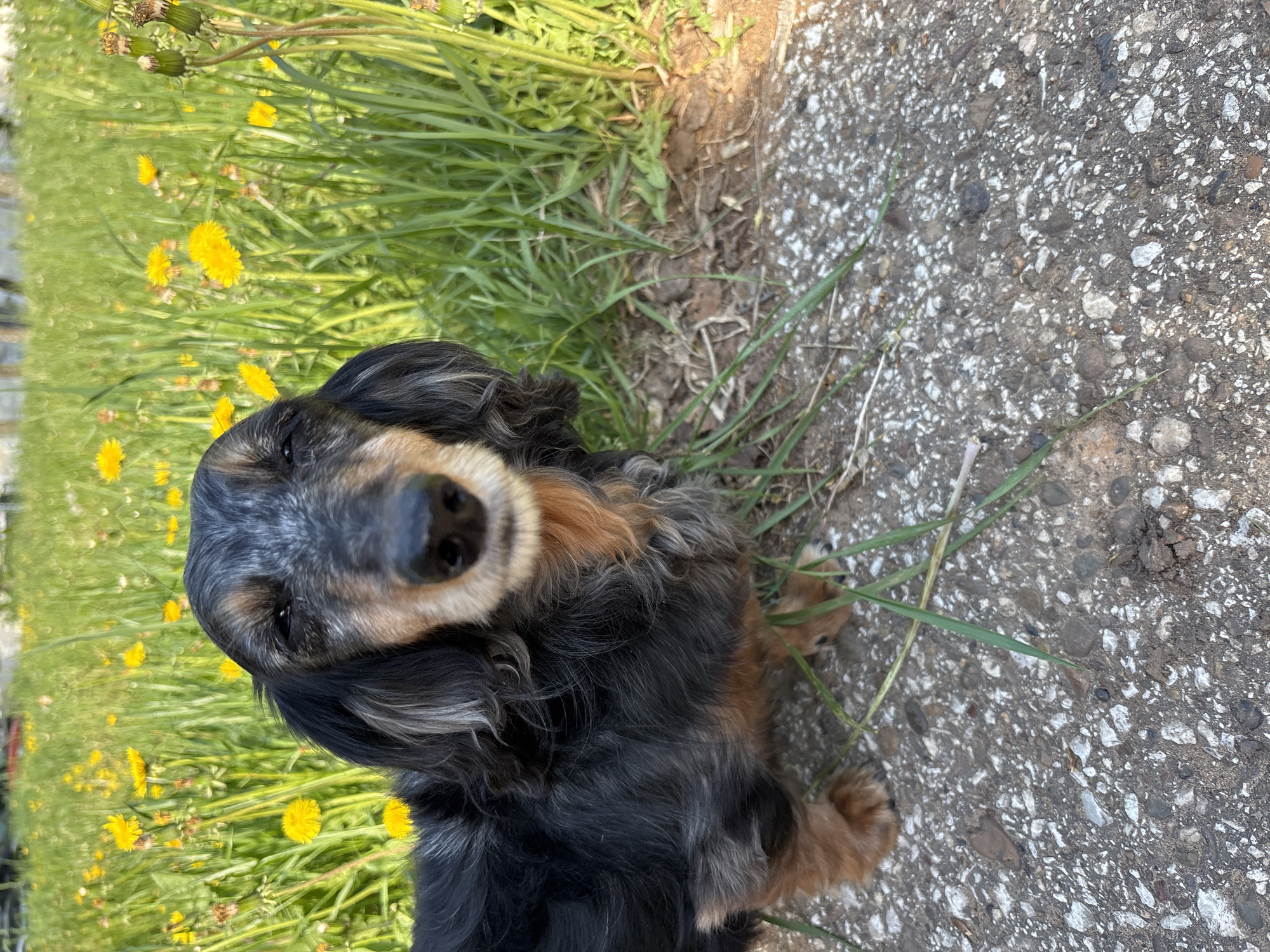 The image shows a long-haired dachshund dog sitting on a concrete surface, with a patch of grass and dandelions to its left. The dog is black and brown with graying fur on its face. The concrete surface is mottled gray and white. The photo appears to have been taken at eye level. It is not possible to determine whether the image was taken in Izhevsk, Russia, based on the given information.
