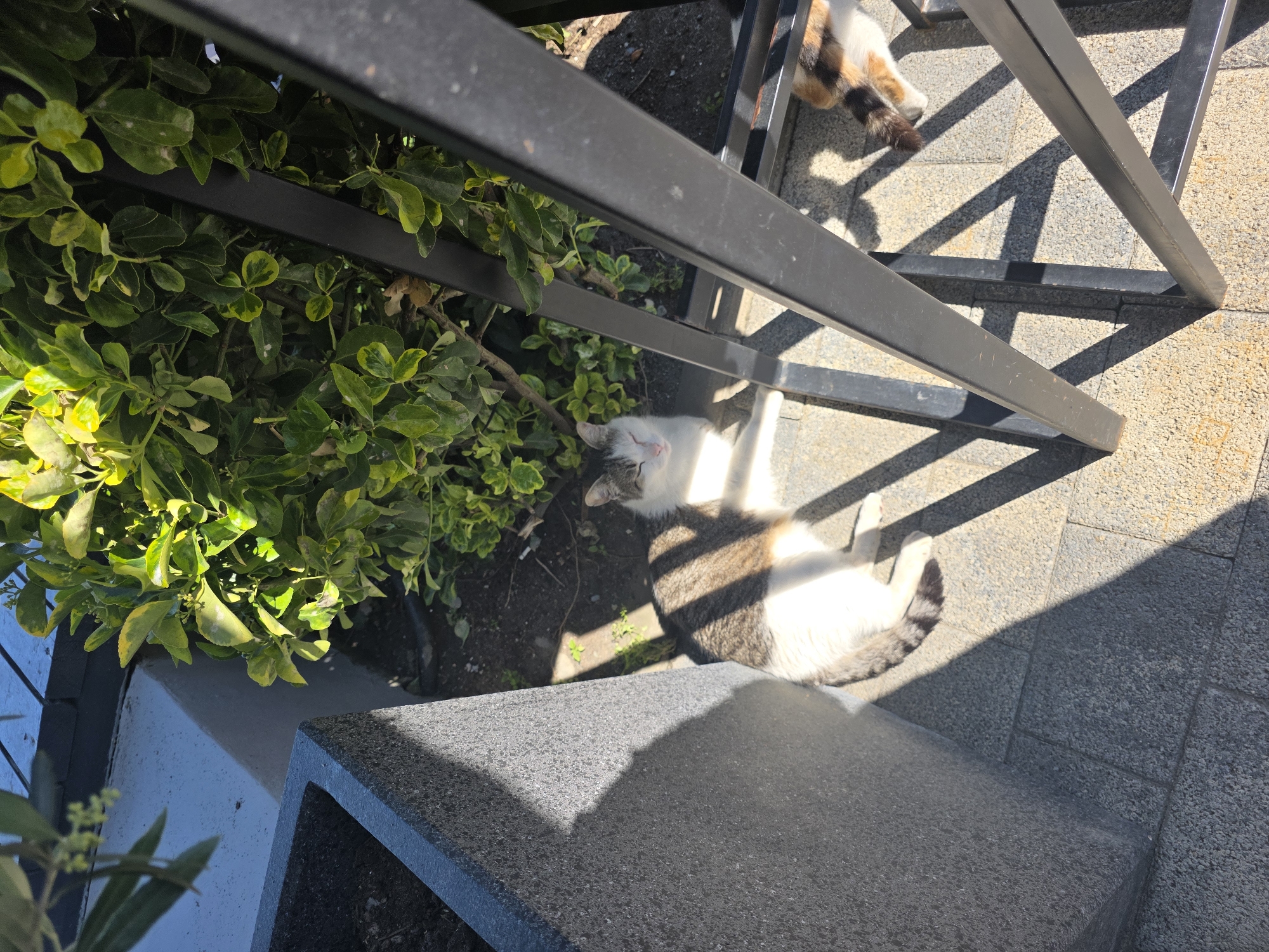 The image depicts an outdoor scene in the city of Sochi, Russia, captured from an elevated, downward-angled perspective on a sunny day. Two domestic cats are visible on a paved surface.
In the foreground and slightly left of center, a tabby and white cat is lying prone, facing right, with its eyes appearing closed or squinted and its tongue slightly extended. The cat's body is partially illuminated by direct sunlight, casting distinct shadows from an overhead structure onto its fur. To the right, partially obscured by a dark metal structure, the rear legs and tail of a second cat, exhibiting calico or tortoiseshell markings, are visible, also lying on the paved ground, primarily within shadow.
To the left, a large, dark grey, textured rectangular planter filled with soil occupies the lower-left quadrant, casting a broad shadow. Behind the planter and extending across the upper portion of the frame is dense green foliage, likely a bush or hedge, with some leaves showing variegated yellow-green hues. A dark metal structure, consisting of multiple rectangular bars, extends from the upper right to the lower right, casting prominent, angular shadows across the paved ground where the cats are resting. The ground consists of light-colored, speckled paving stones or concrete tiles. In the background, beyond the foliage, a light-colored wall or building foundation with a dark horizontal line is partially visible.