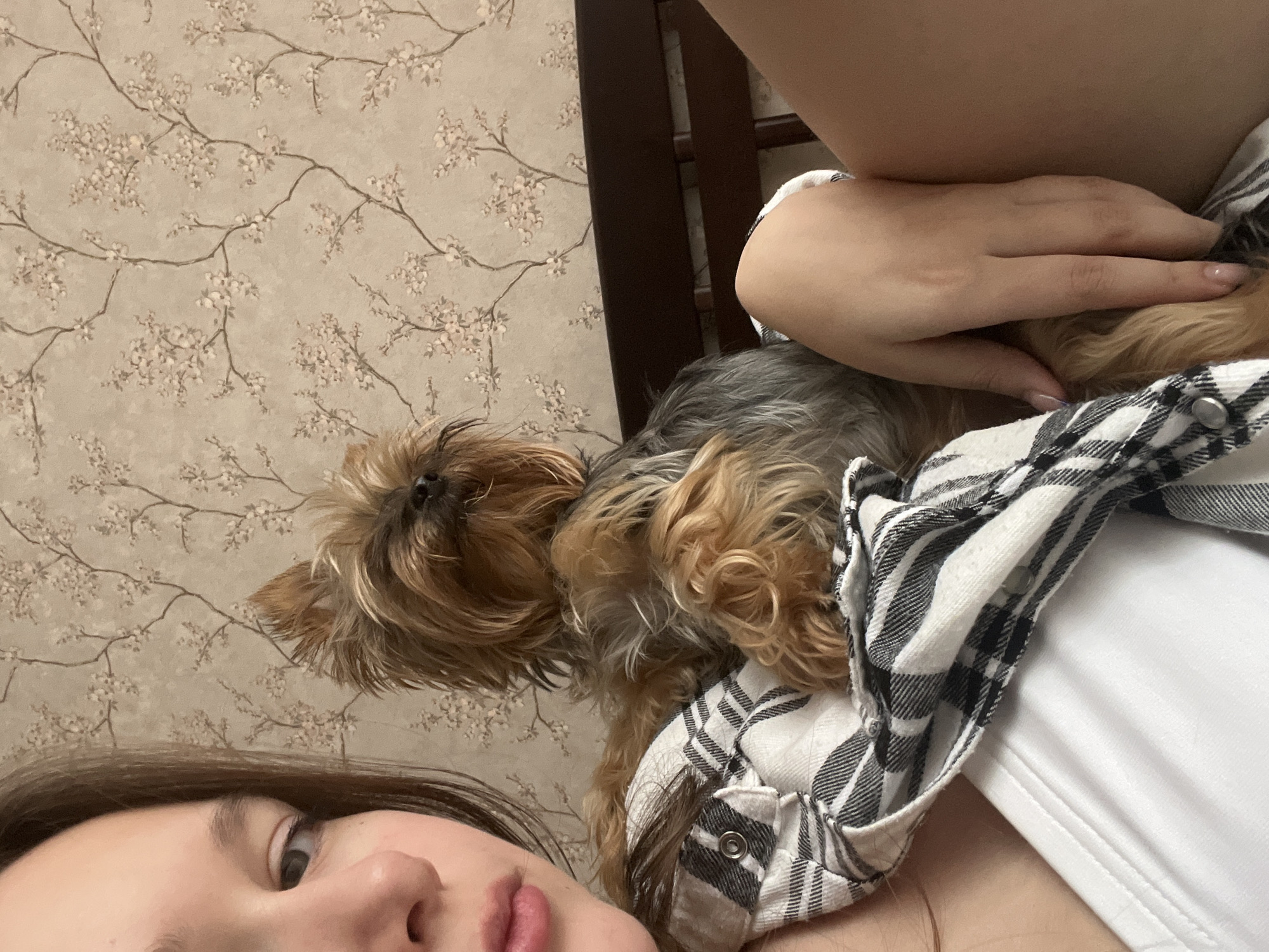 This image captures an intimate indoor moment in Chaikovsky, Russia, featuring a person and their small dog. The person's face is partially visible in the bottom left corner, showing one eye looking towards the camera, brown hair, and softly parted lips. A hand with light-colored manicured nails is visible, resting near the dog. The person appears to be wearing a white top beneath a black and white plaid shirt.
A Yorkshire Terrier, identifiable by its distinctive long, brown and gray fur, is resting near the person, possibly on their chest or shoulder. The dog's head is slightly raised, and its eyes are open, giving it a calm and relaxed expression.
The background features a wall covered in light beige wallpaper, adorned with a delicate pattern of light-colored floral branches and blossoms. A dark wooden bed frame is partially visible along the right side of the image, suggesting a bedroom setting. The scene conveys a sense of comfort and affection between the person and their pet, likely captured during a relaxed moment. There is no visible text in the image.