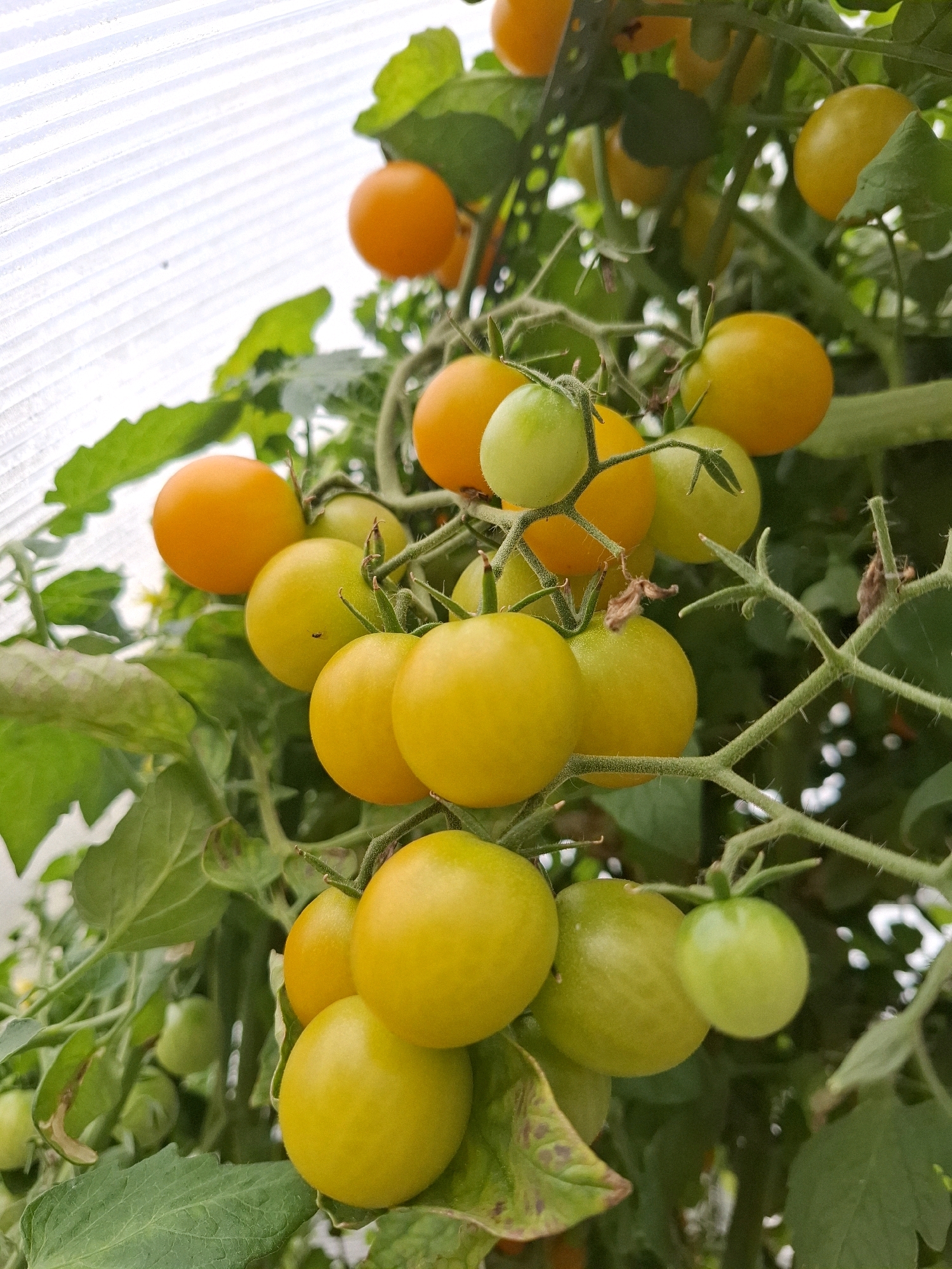A cluster of ripe and ripening cherry tomatoes hangs from a vine in what appears to be a greenhouse. The tomatoes are a mix of bright yellow and orange, with some still showing green undertones. The background is a blur of green leaves and the translucent material of a greenhouse structure, suggesting an agricultural setting. The lighting is bright, indicating daytime. There are no people visible in the image. The image does not provide any information that would indicate its location in the city of Tyumen, Russia.