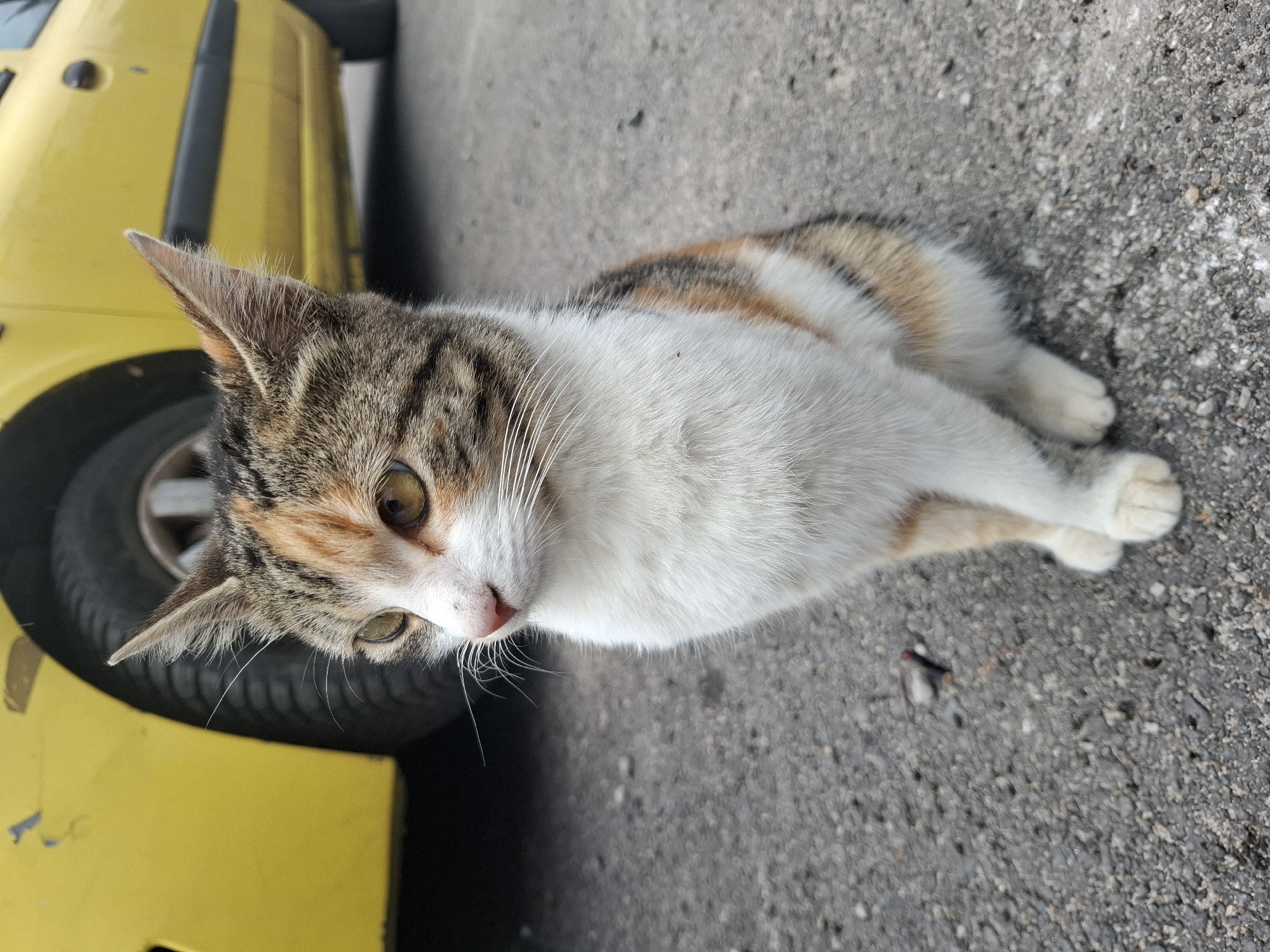 A calico cat lies on the asphalt next to the front tire of a yellow car. The location is unknown.
