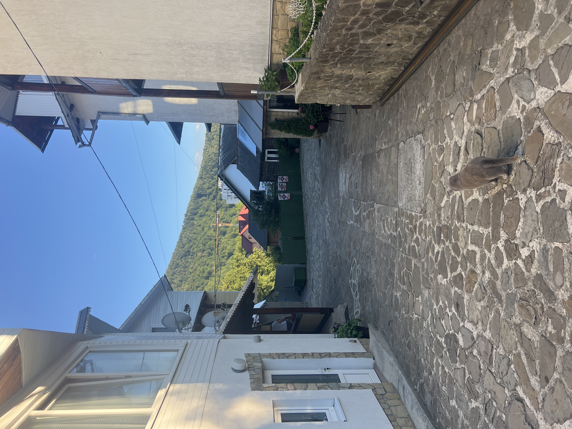 A gray cat is walking away from the camera on a stone-paved alleyway in Yaremche, Ukraine. The alley is flanked by buildings on either side. The building on the left is white with a wood-paneled section and a large window. The building on the right has a stone base and a lighter colored upper section with wooden balconies. In the background, there are more buildings and a lush, tree-covered mountain under a clear blue sky. The overall impression is a quiet, rural setting within a town.