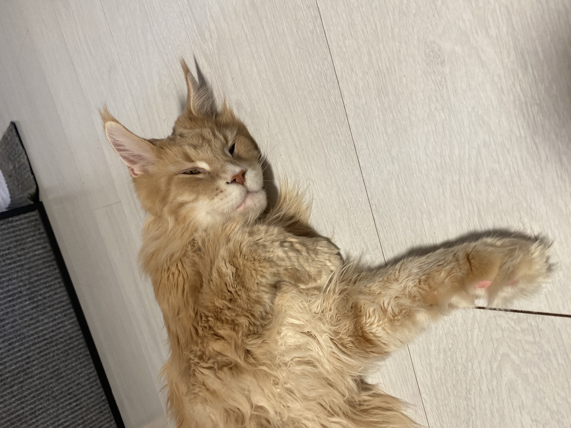 A long-haired, light-orange cat lies on its back on a light-colored, plank-like floor. The cat's head is tilted slightly to the left, with one eye partially open. Its right front paw is extended. A dark-colored mat is visible in the lower-left corner of the image. The scene appears to be indoors. There are no people visible. No information is available to confirm the location as Chaikovsky, Russia.