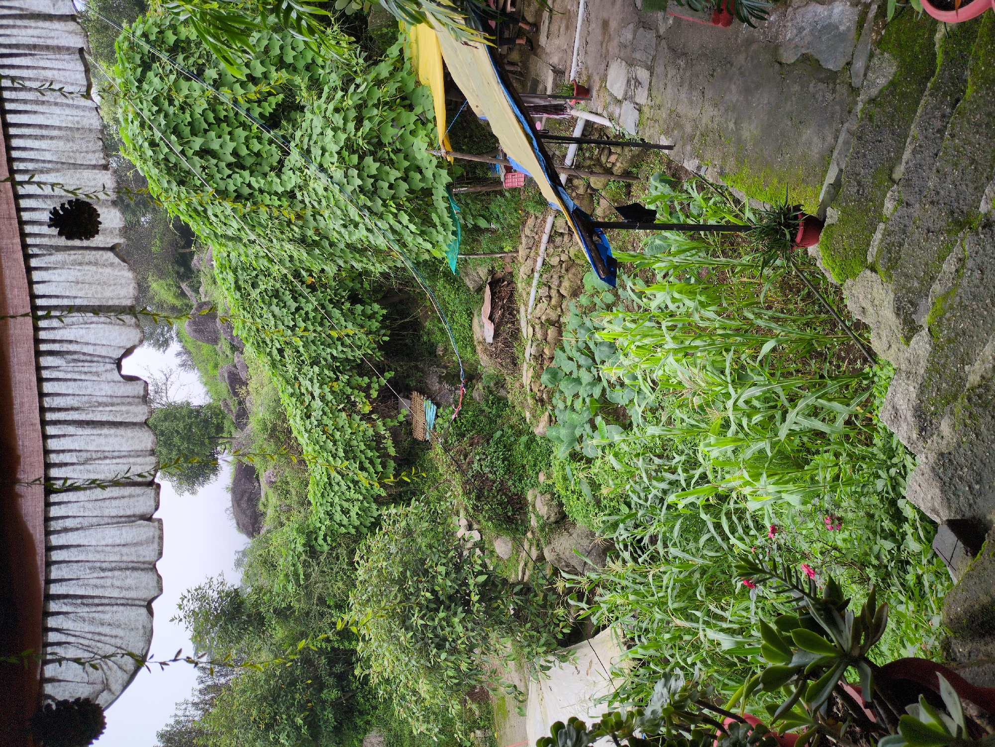 The image depicts an outdoor scene, likely in a rural or semi-rural setting in Haini, India, characterized by lush vegetation and a slightly overcast sky. In the foreground, stone steps covered in green moss lead down to a garden area. To the left, several potted plants are visible, including a succulent in a red pot. Adjacent to the steps is a crop of young corn plants.
Dominating the midground and background is a dense growth of various plants, including a large vine covering a hillside. Several makeshift shelters with colorful tarpaulins (yellow and blue) are set up amongst the greenery. A pile of stacked wood and some stone structures are also discernible. The overall impression is one of a natural, slightly unkempt environment with human elements integrated into the landscape. No people are explicitly visible in the frame. The atmosphere appears tranquil and verdant.