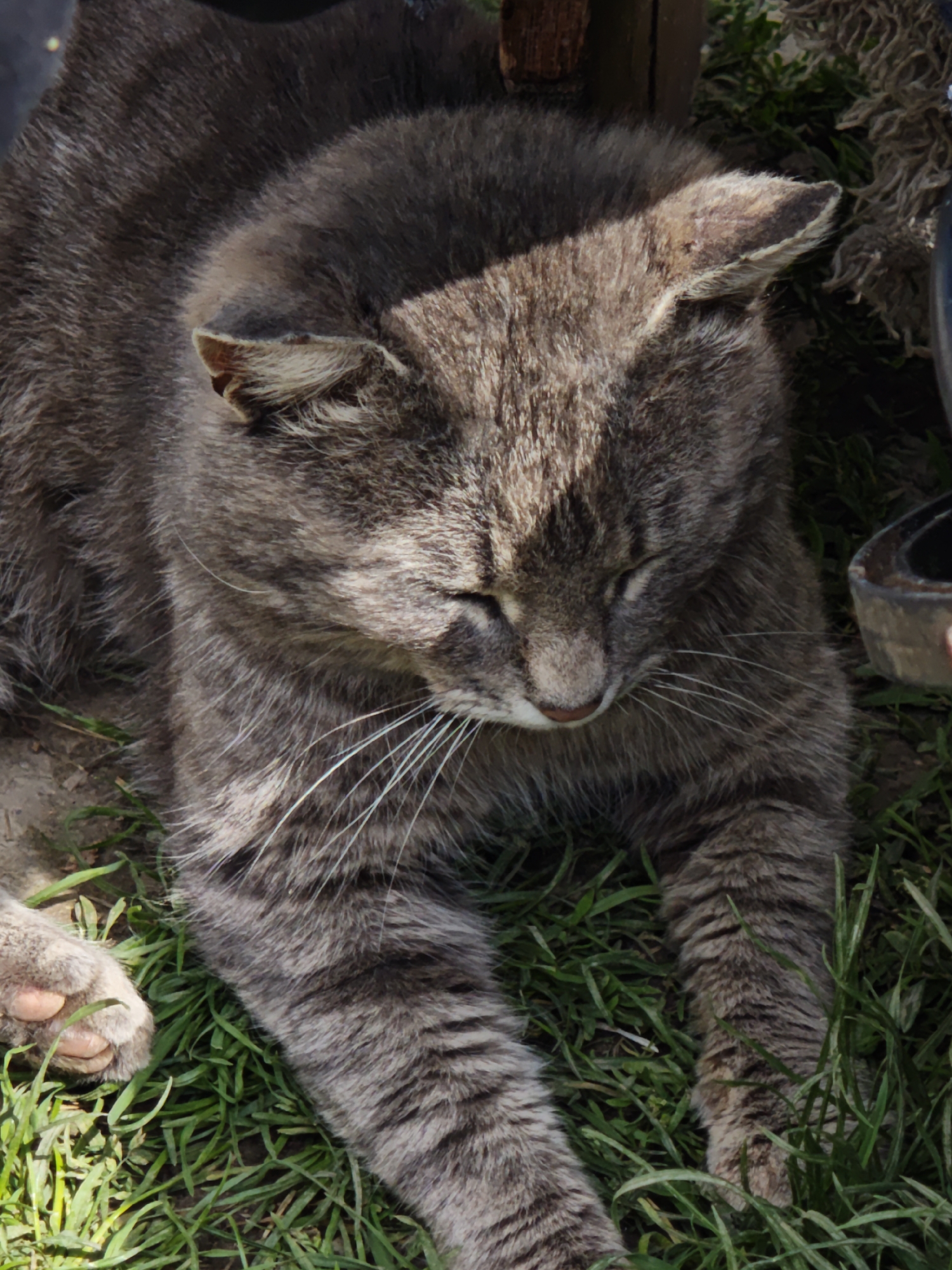 A gray tabby cat with closed eyes lies on grass in Parkhomivka, Ukraine. The cat's paws are visible in the lower left. It is resting or sleeping.