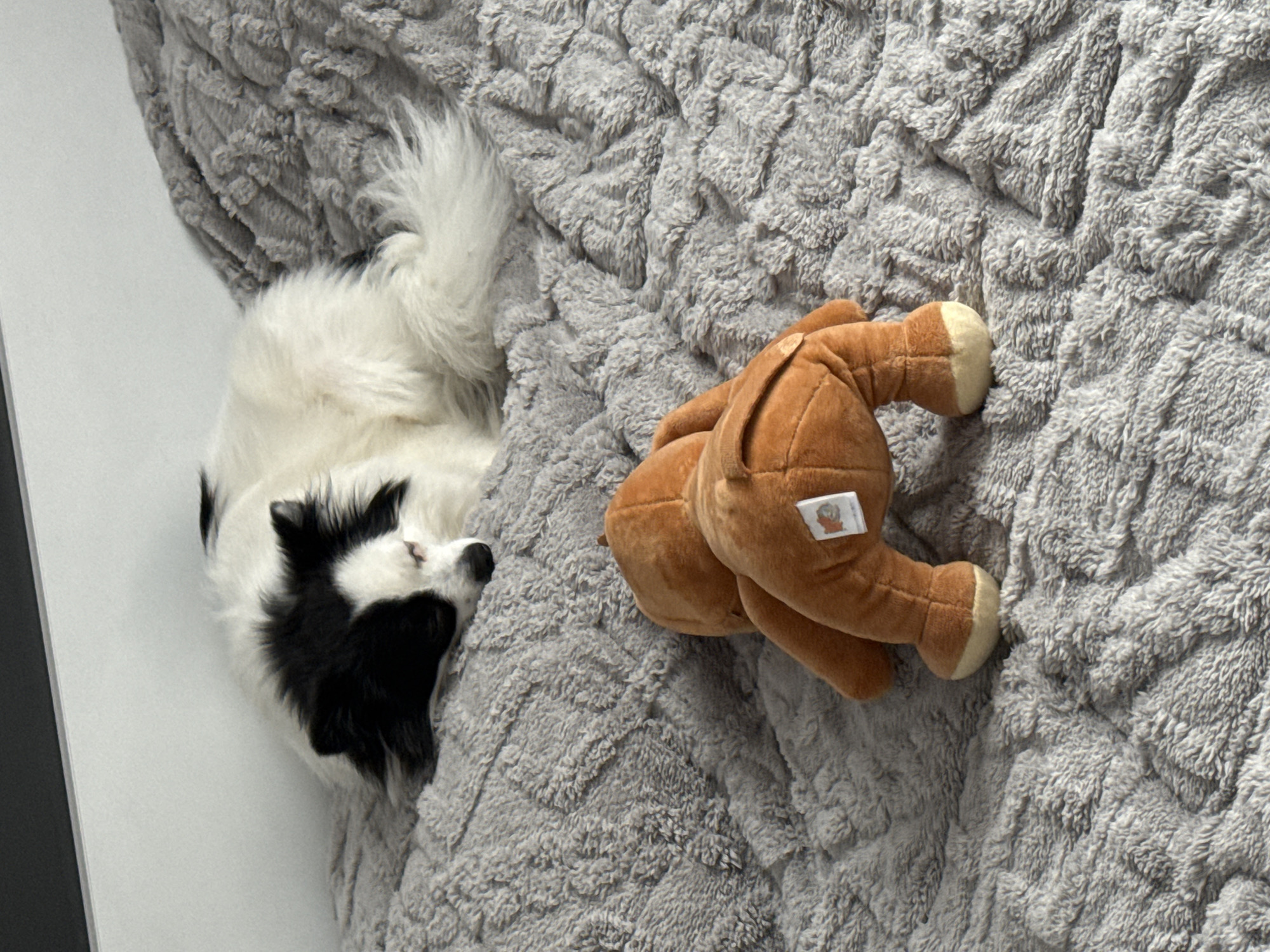A top-down shot depicts a black and white dog and a brown stuffed animal on a gray textured blanket. The dog is curled up with its tail visible at the top left of the frame. Next to the dog is the stuffed animal, positioned upside down, with its rear and legs pointing towards the right side of the image. The background is the gray blanket with a distinctive wavy pattern. The location is not provided, and therefore cannot be confirmed as Stara Zagora, Bulgaria.