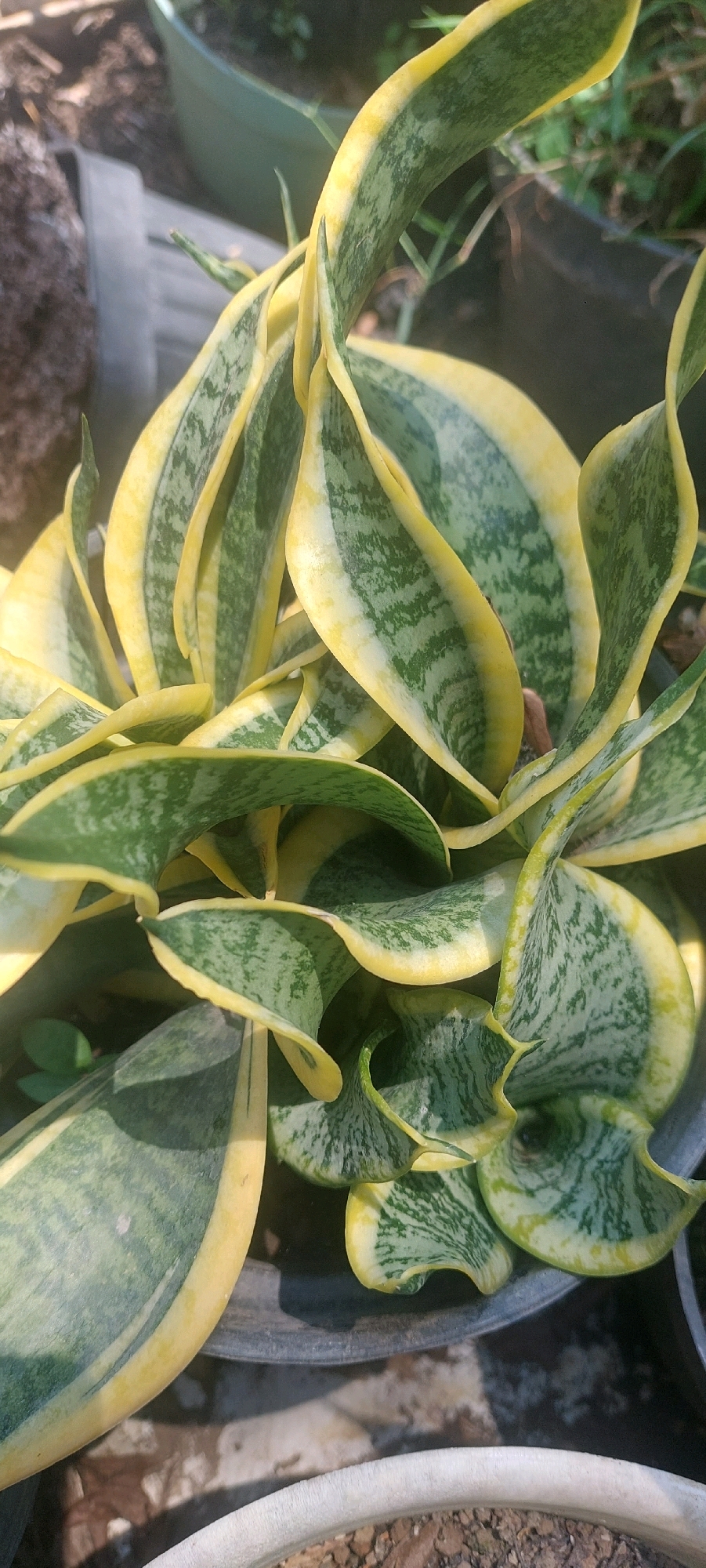 A close-up, overhead shot captures a variegated snake plant (Sansevieria trifasciata 'Laurentii') with its characteristic sword-like leaves edged in yellow. The leaves, a mix of deep green with lighter green mottling, twist and curl, creating a dynamic arrangement within a dark pot. The background is blurred, showing hints of soil, other plants in pots, and dappled sunlight. The scene appears to be an outdoor setting, possibly a garden or nursery, with the plant being the sole focus. The image was taken in Lumajang, Indonesia, where such ornamental plants are commonly grown.