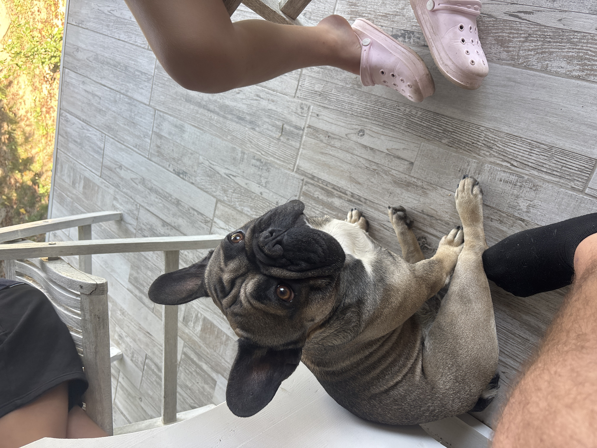 An adult French bulldog with fawn and black coloring sits on a light-colored wooden deck, leaning against a white chair leg. The dog looks upwards and to its right with its ears perked. To the right of the dog, a person's bare leg is visible, wearing a pink Croc shoe. Further to the right, a second pink Croc shoe is seen. In the foreground, a person's leg wearing a black sock is visible. The background shows a section of a wooden chair and sunlight filtering through green foliage. This scene is not located in Marten, Bulgaria.