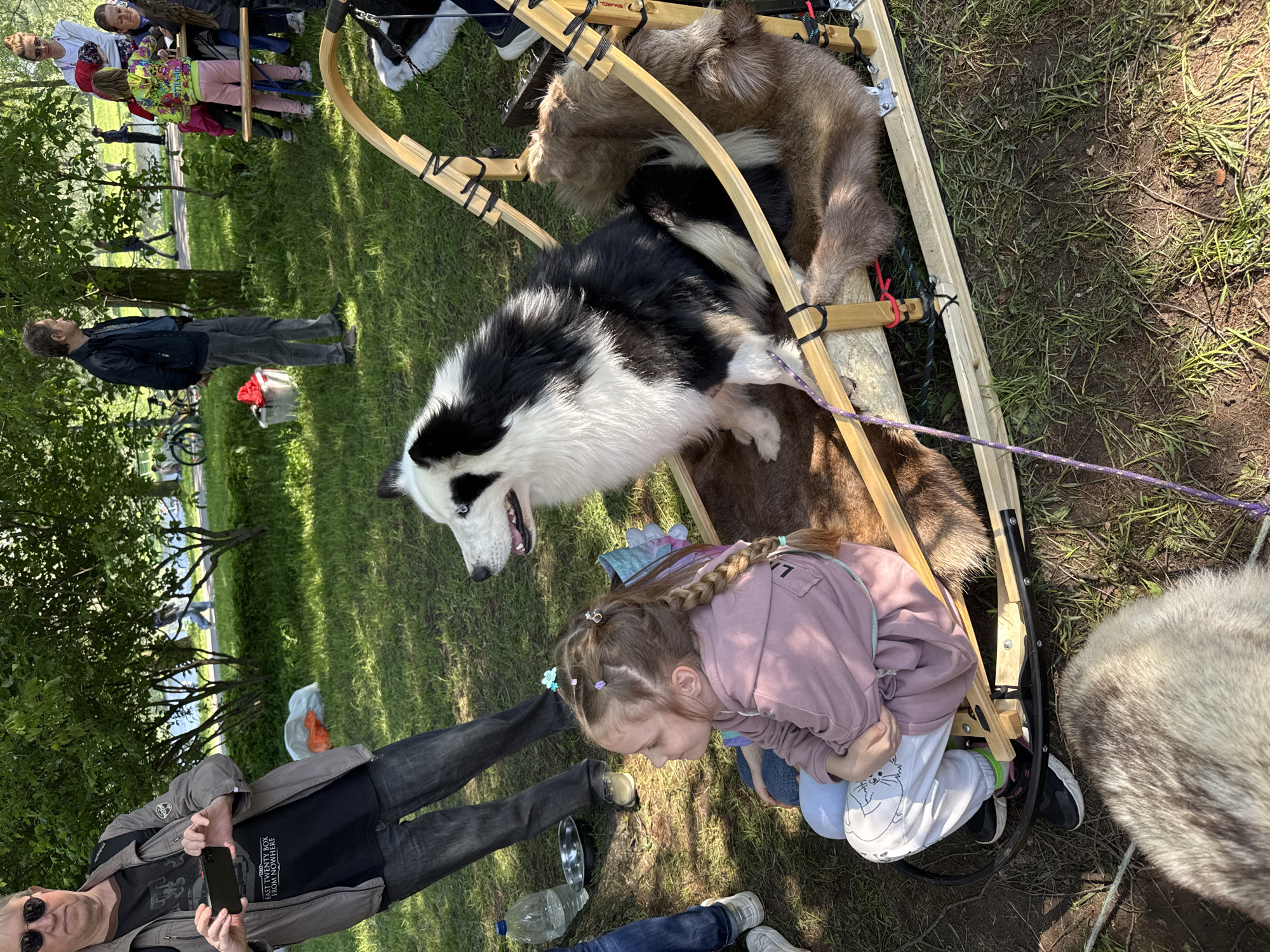 The image shows a scene in a park in Vsevolozhsk, Russia. A wooden dog sled with fur lining is present, containing two dogs: one black and white, and one brown. A young girl with braided hair, wearing a pink sweatshirt and white pants with cat designs, is kneeling near the sled, interacting with the dogs. An adult man with sunglasses is standing nearby, holding a cell phone, possibly taking a picture. Another adult is standing in the background. A water bottle is on the ground near the girl. There is grass and trees around the scene, indicating an outdoor park setting. Other people are visible in the background.