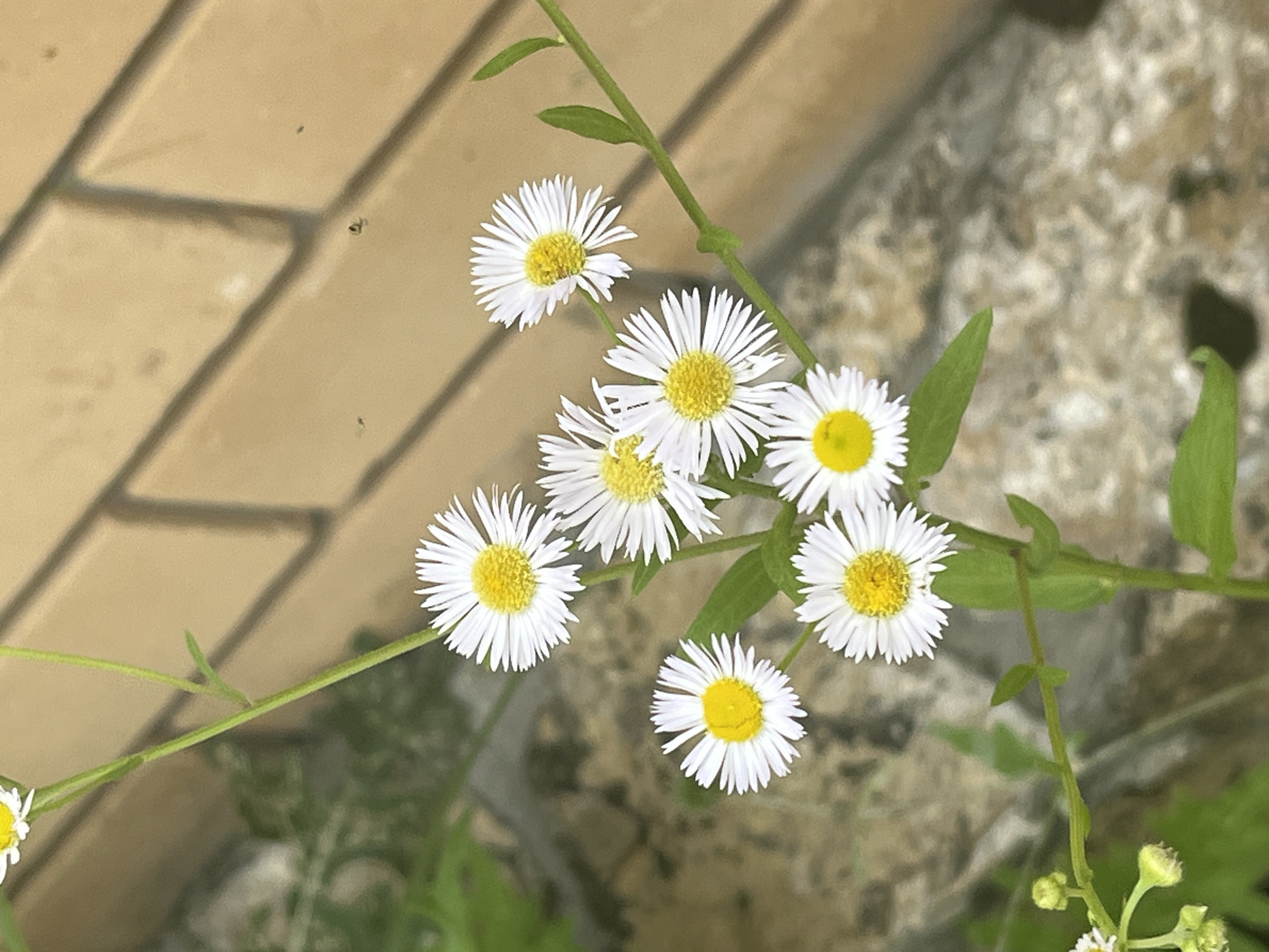 A close-up, high-angle, vertical shot displays a cluster of small white and yellow daisies with thin petals. The flowers are arranged on a thin green stem, with some leaves visible. The background consists of a blurred brick wall in shades of tan and brown, with a darker, textured surface below it, possibly stone or concrete. The scene appears to be in an outdoor setting, likely a garden or yard. There are no people or animals in the frame.